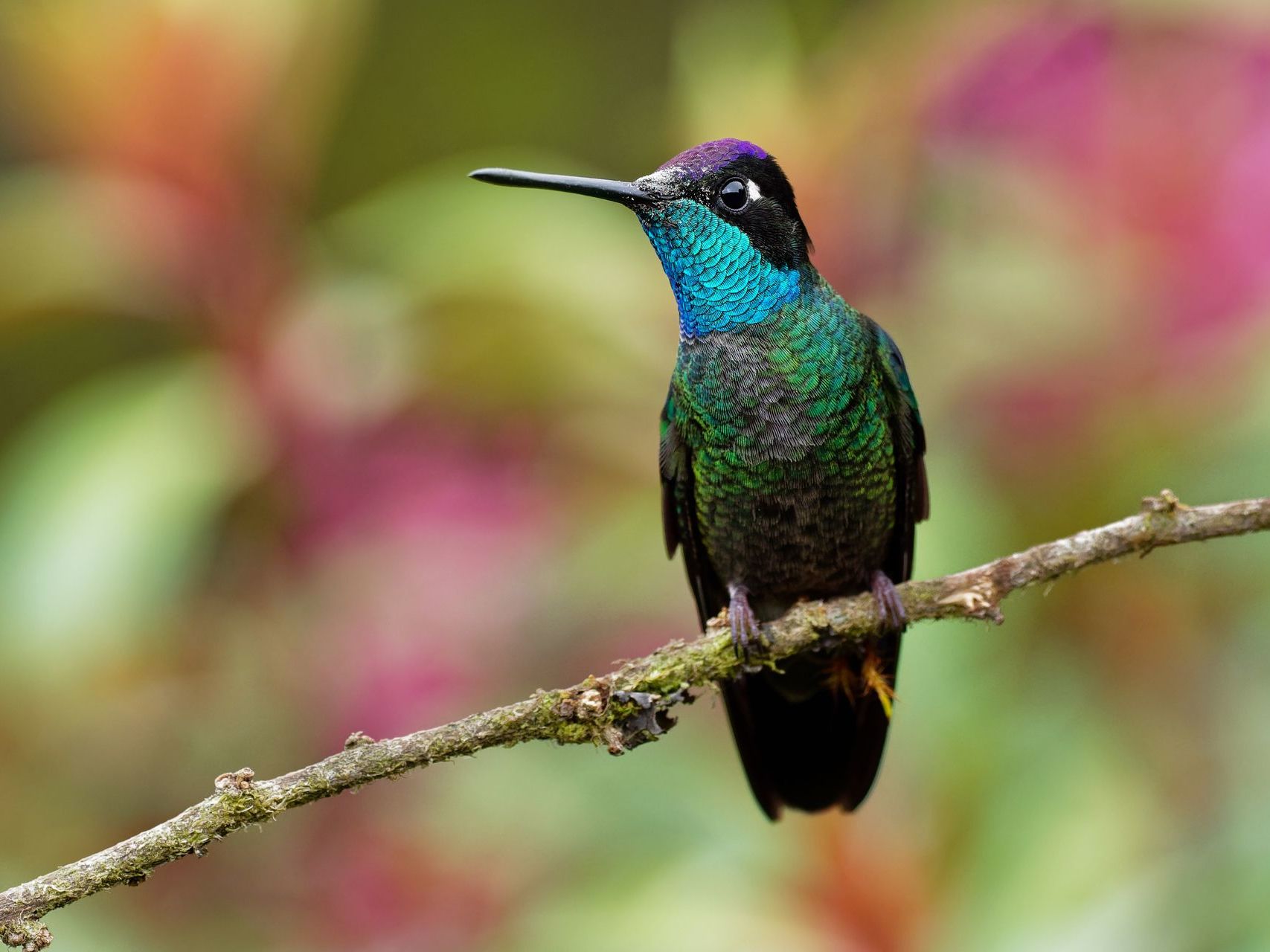 Finca Rosa Blanca Coffee Plantation