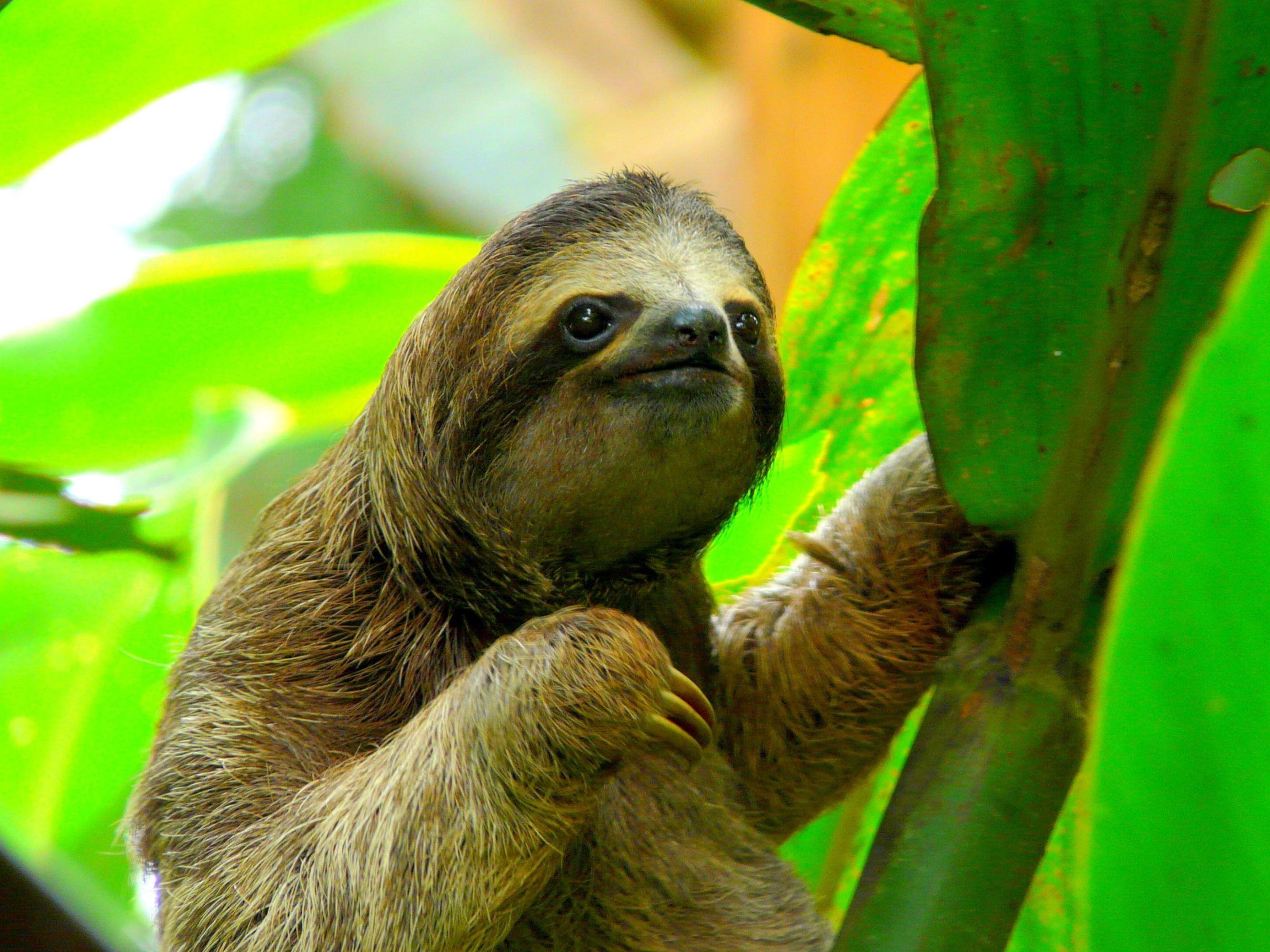 Introducing the Ecuadorian Amazon