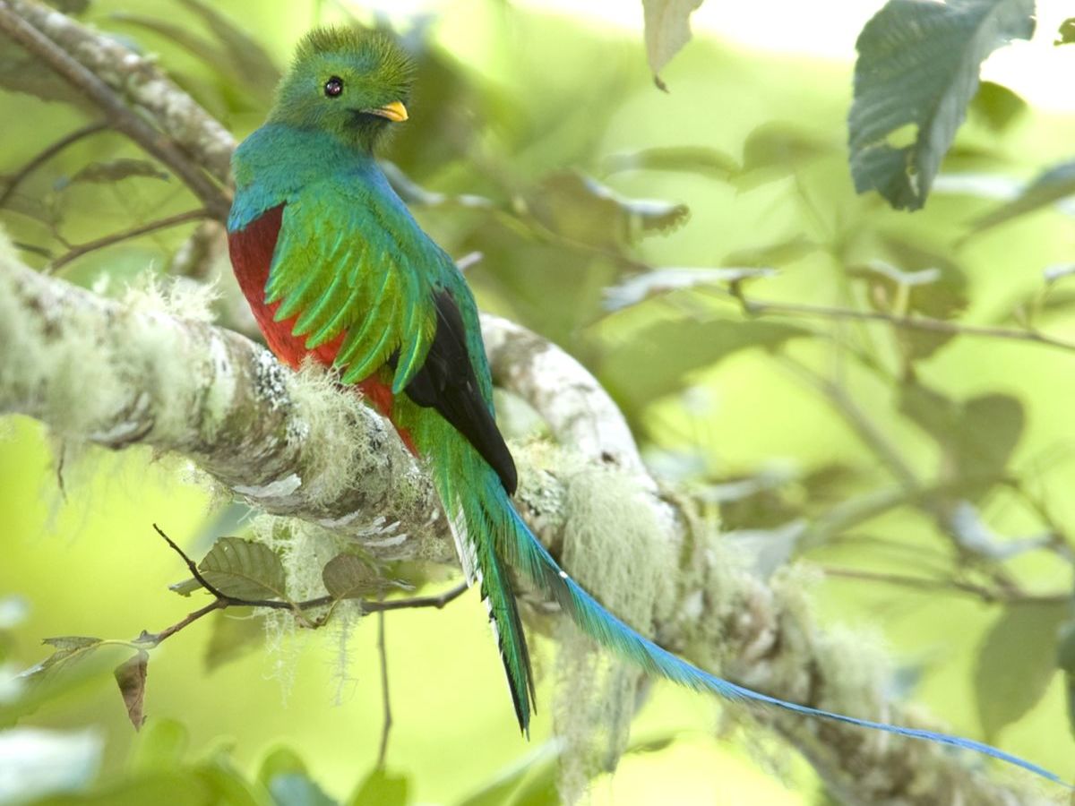 Quetzal Walk