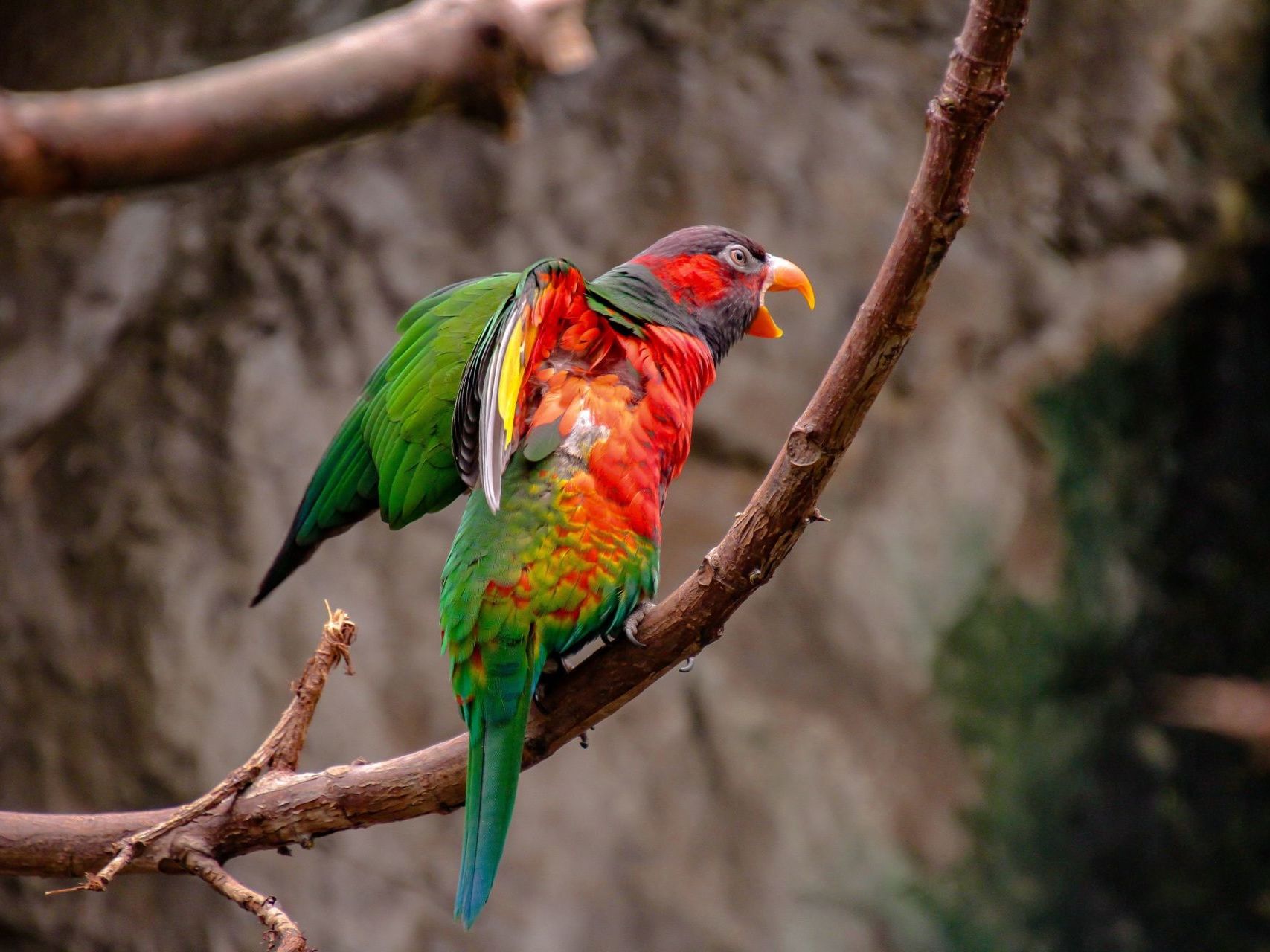 Arenal River Safari