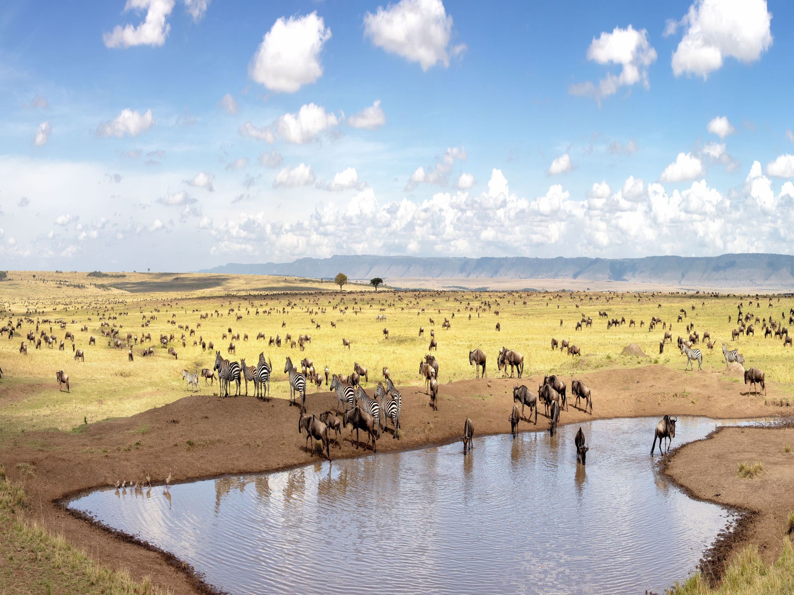 Introducing the Maasai Mara