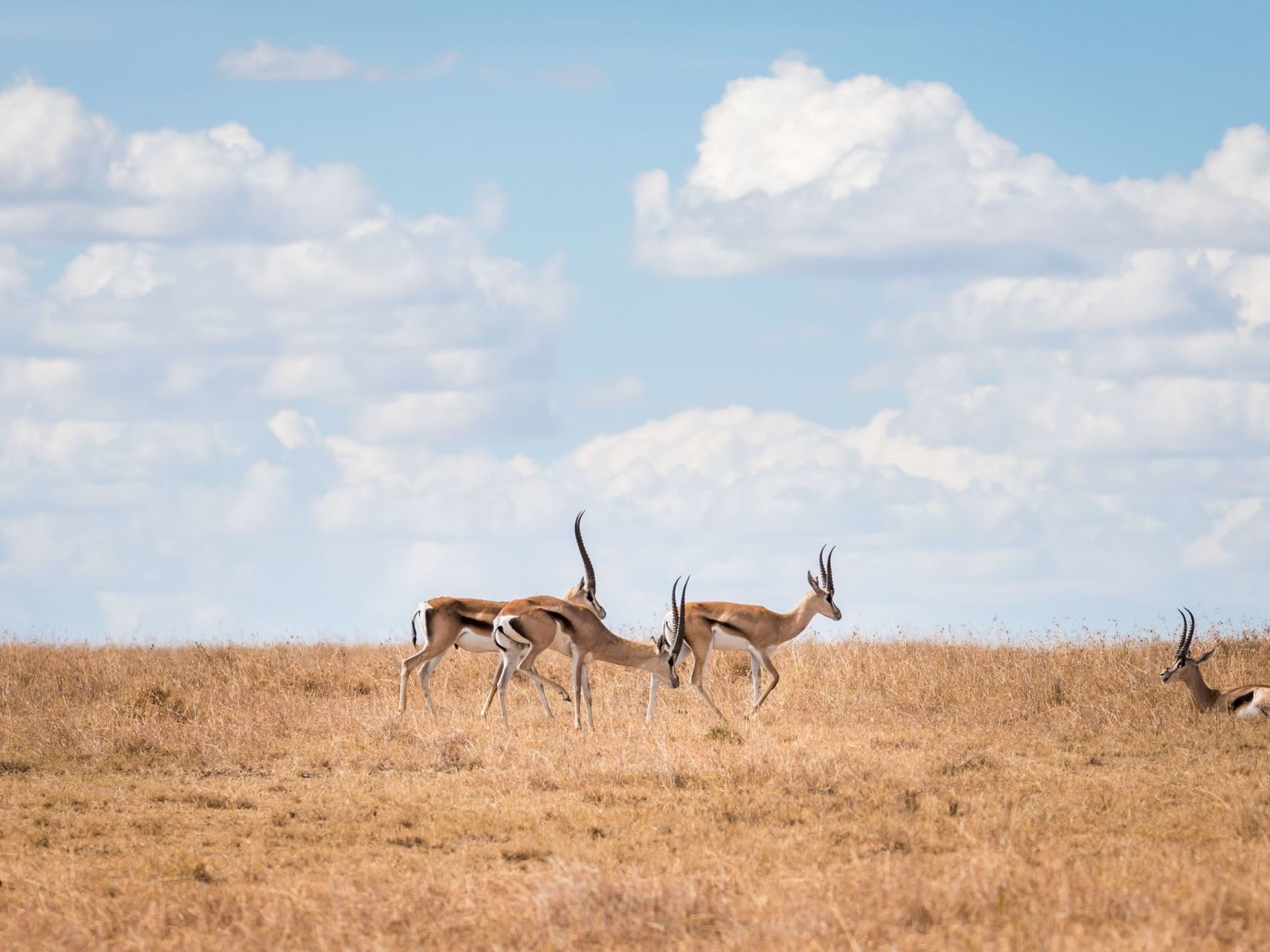 Introducing Laikipia Plateau