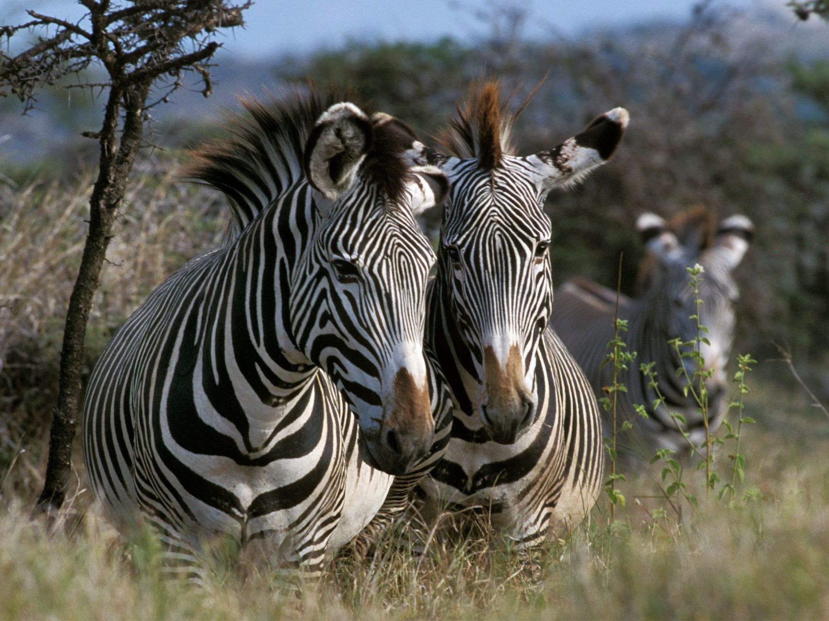 Lewa Wildlife Conservancy