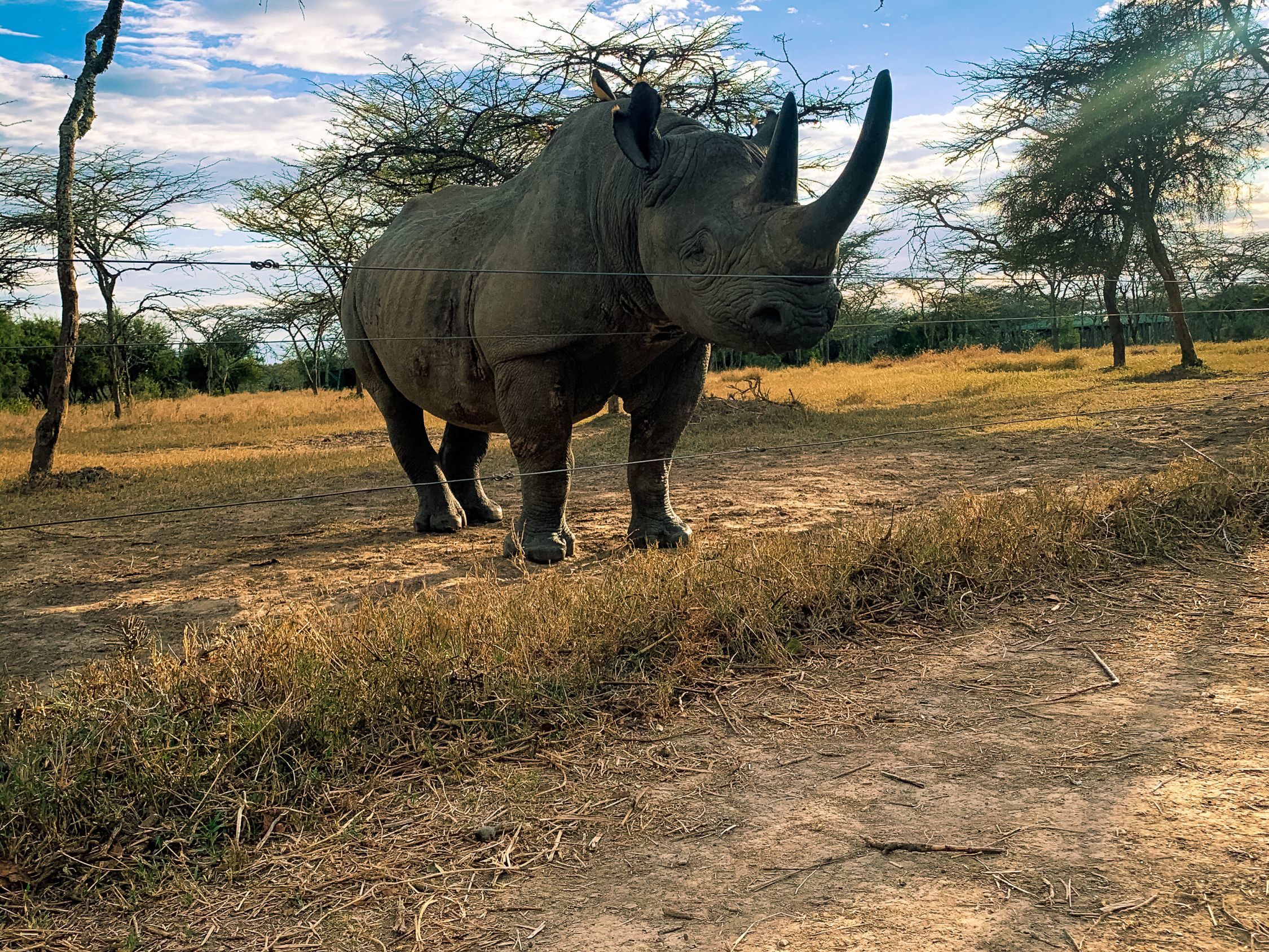 Activities at Ol Pejeta Conservancy - Lion Tracking