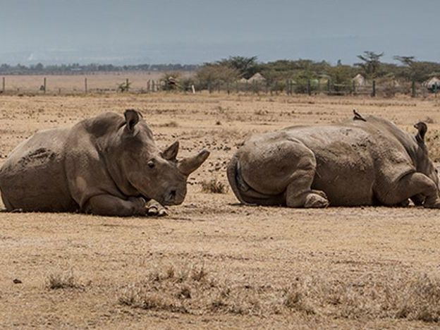 Activities at Ol Pejeta Conservancy - Northern White Rhino Tracking