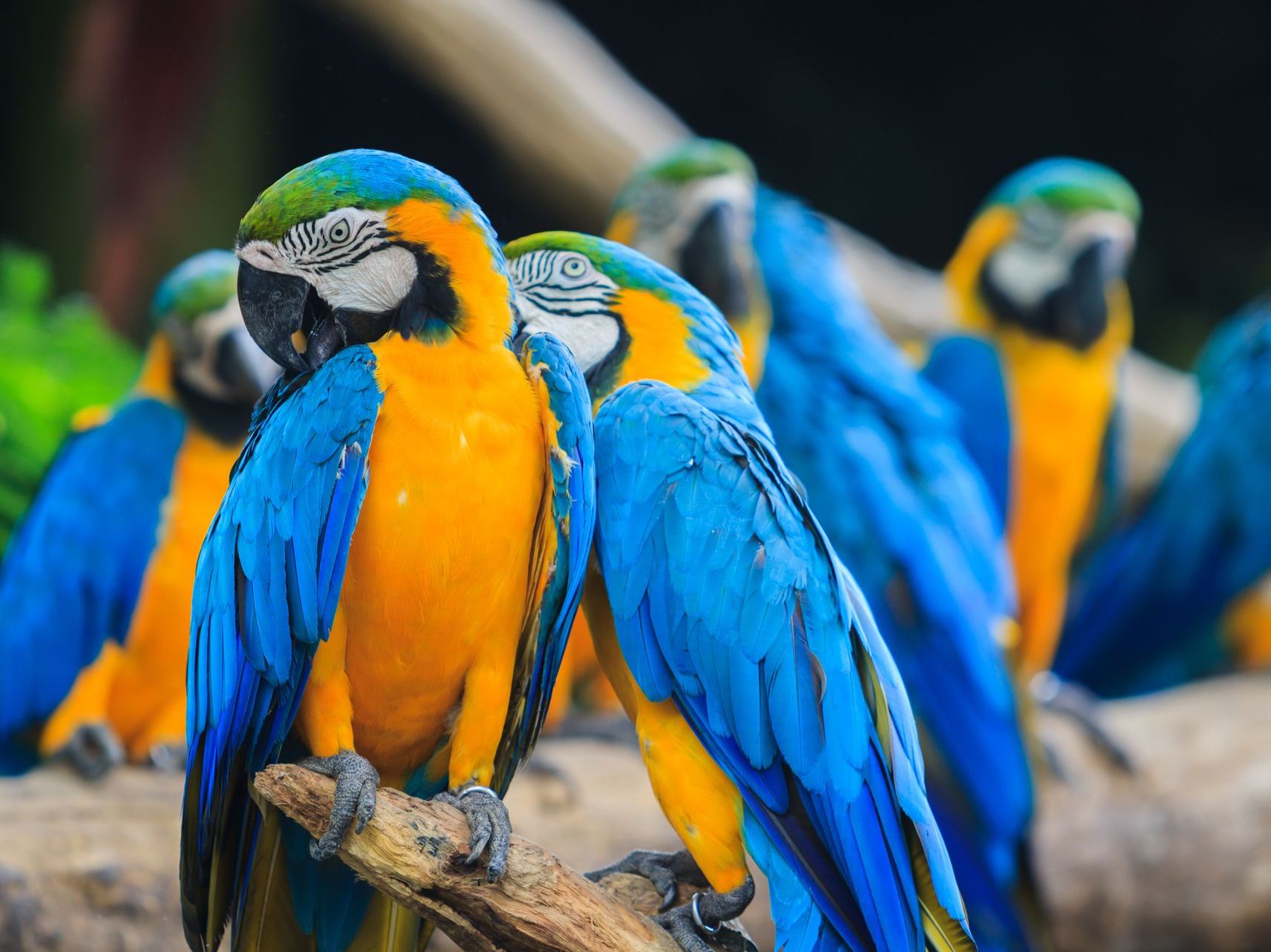 Introducing the Ecuadorian Amazon