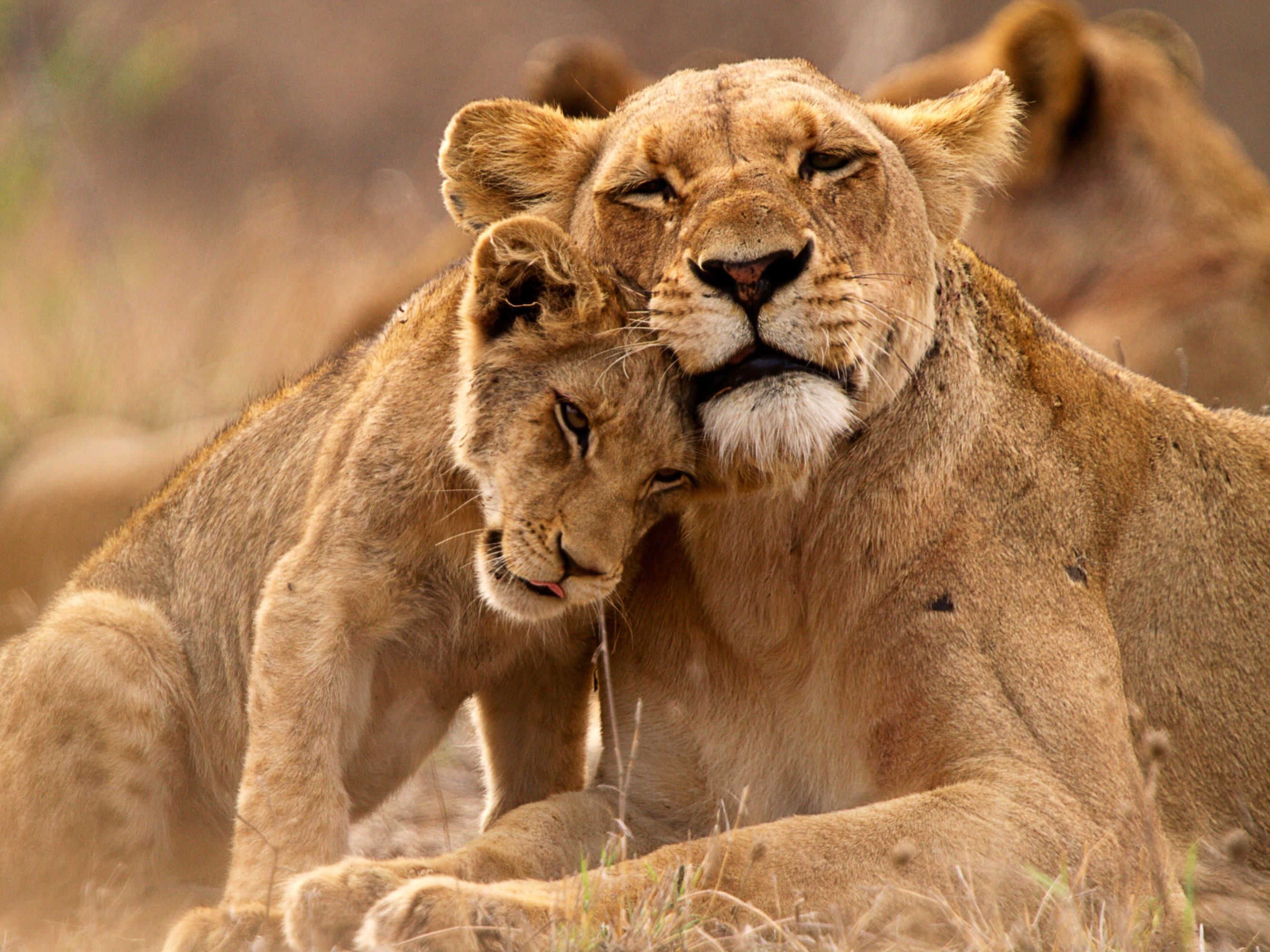 On safari in the Sabi Sand Private Game Reserve