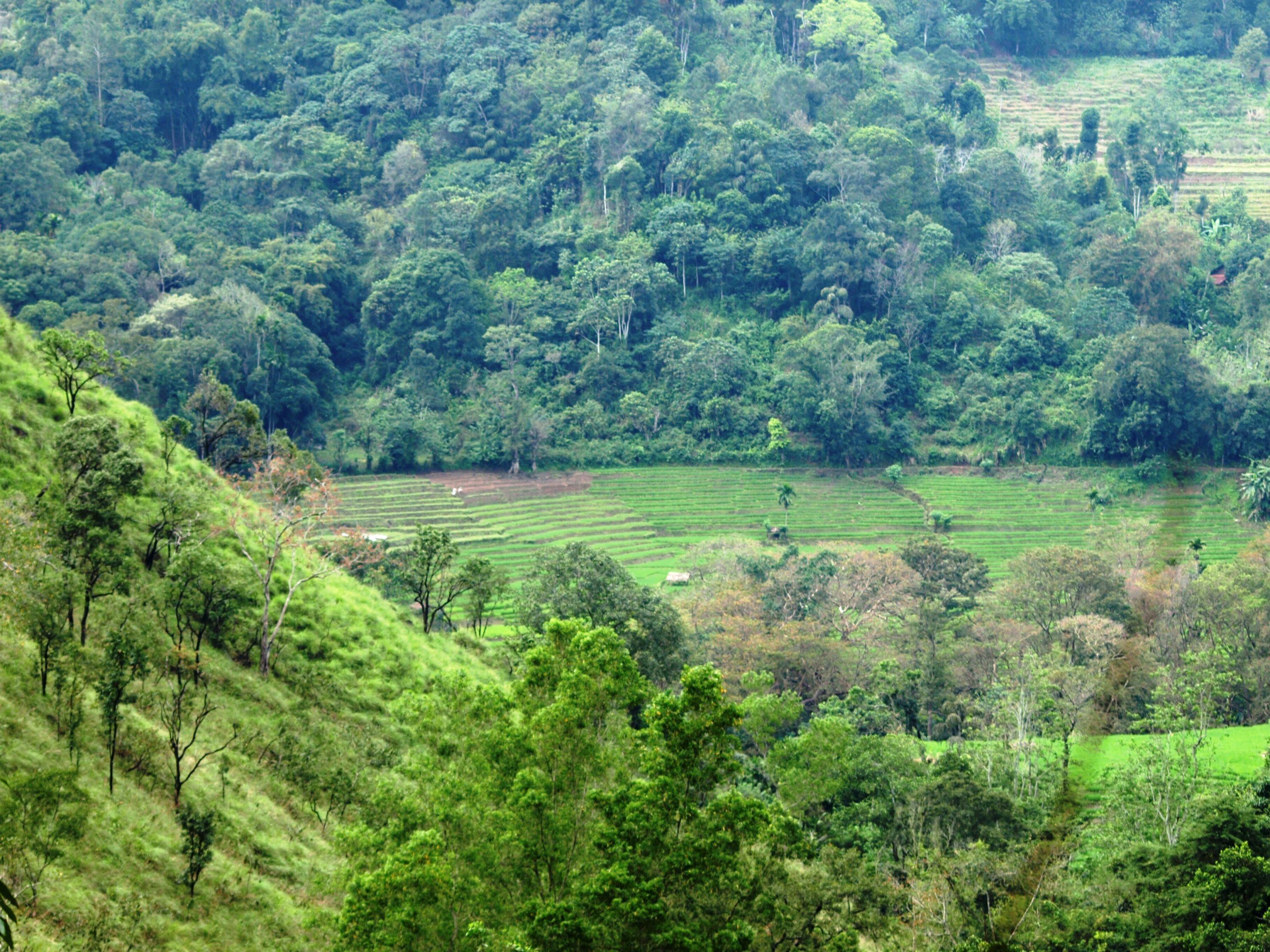 Introducing Kotugoda