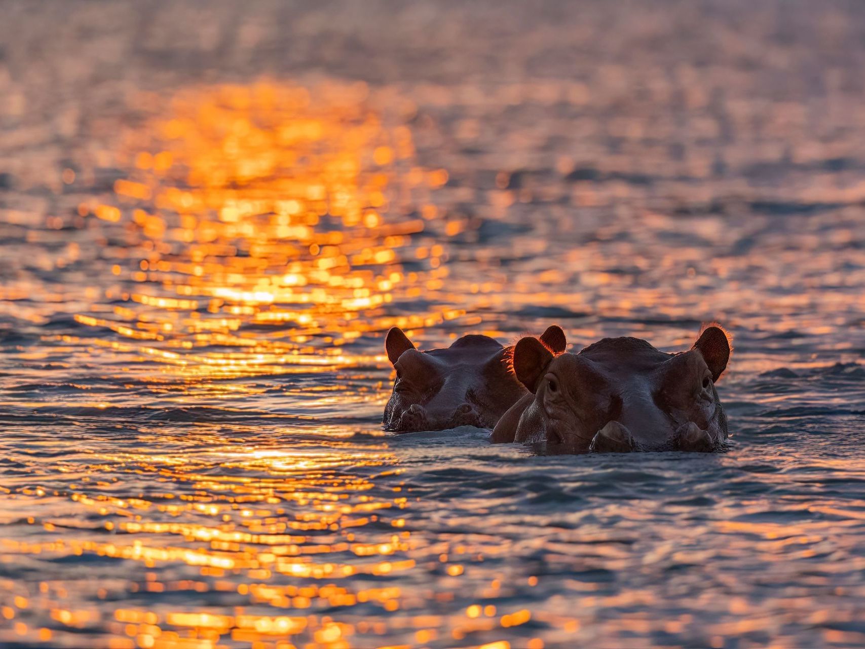 Sunset cruise on the Zambezi Explorer
