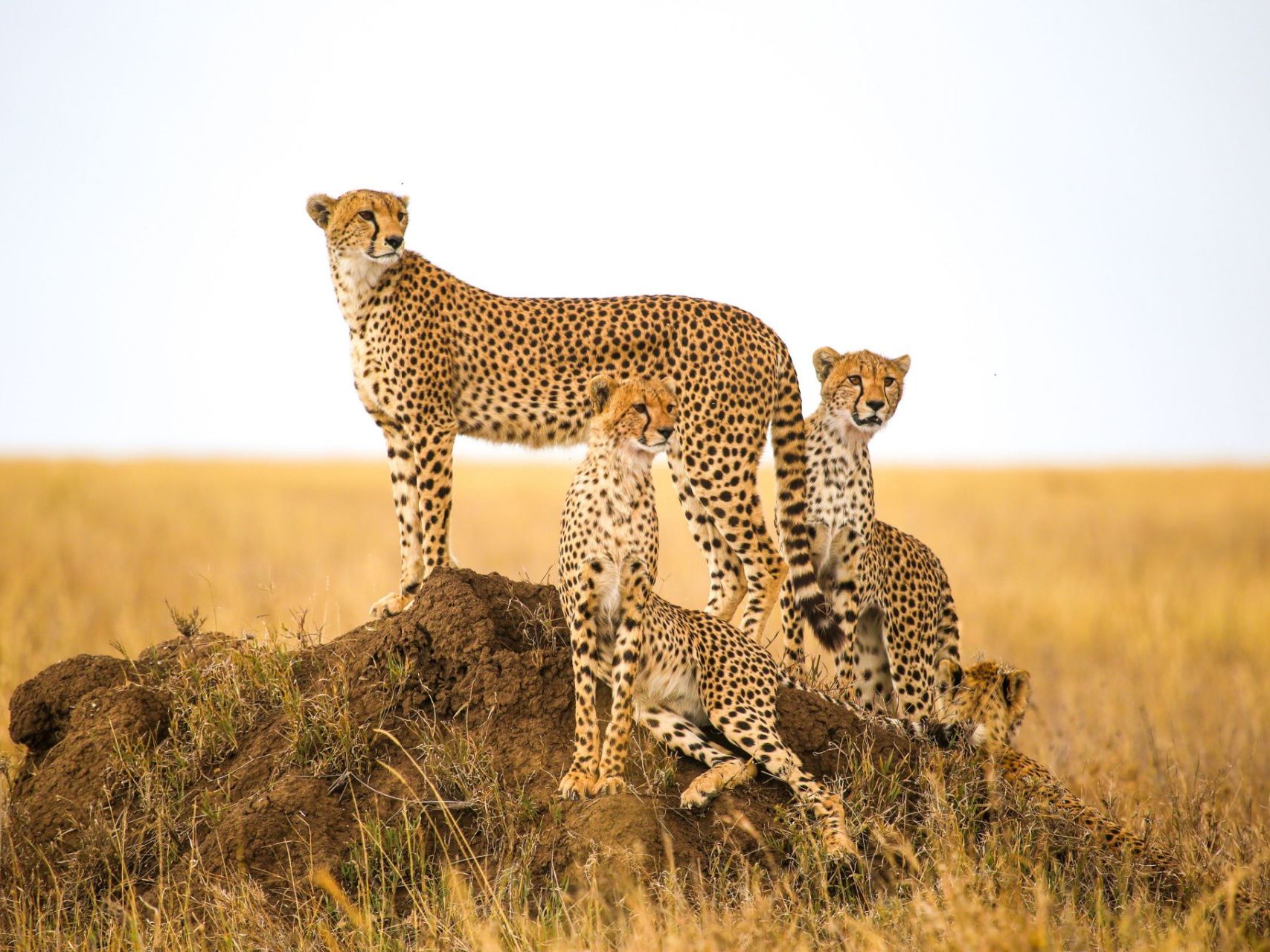 On safari in the Serengeti National Park