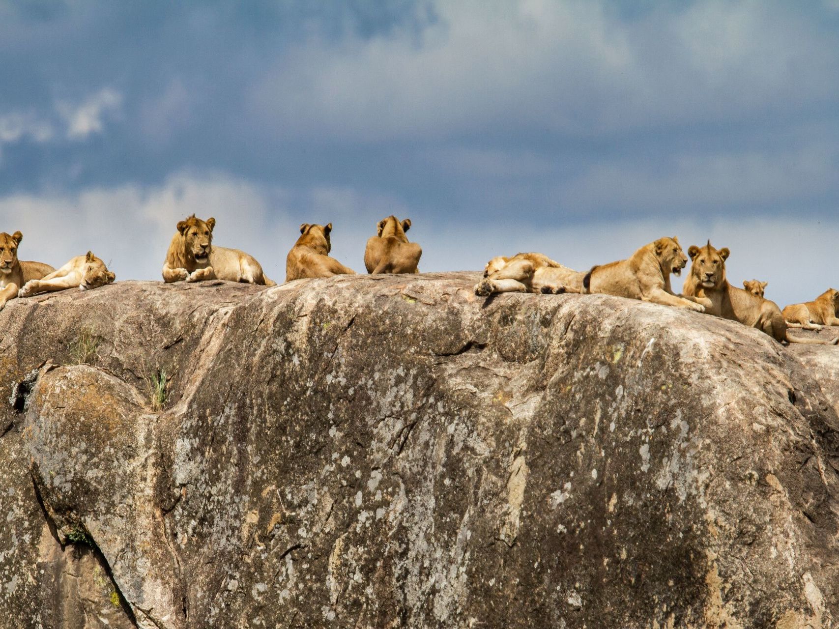 Game Drives in the Serengeti National Park