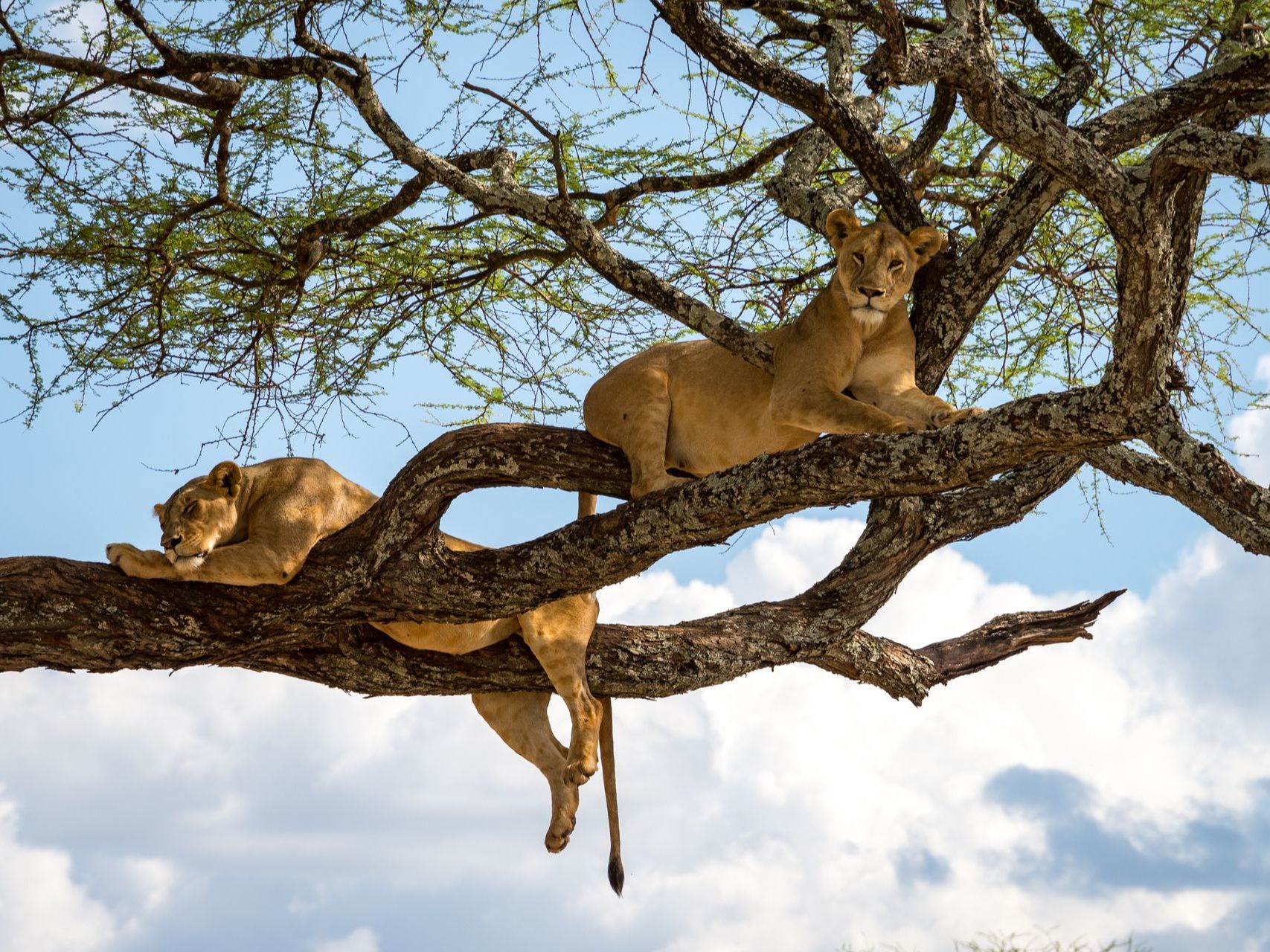 Game drives in Lake Manyara National Park