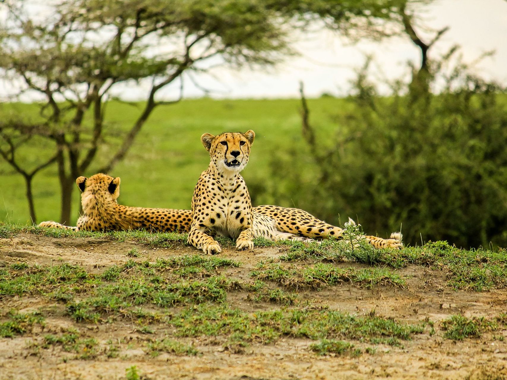 Tarangire National Park