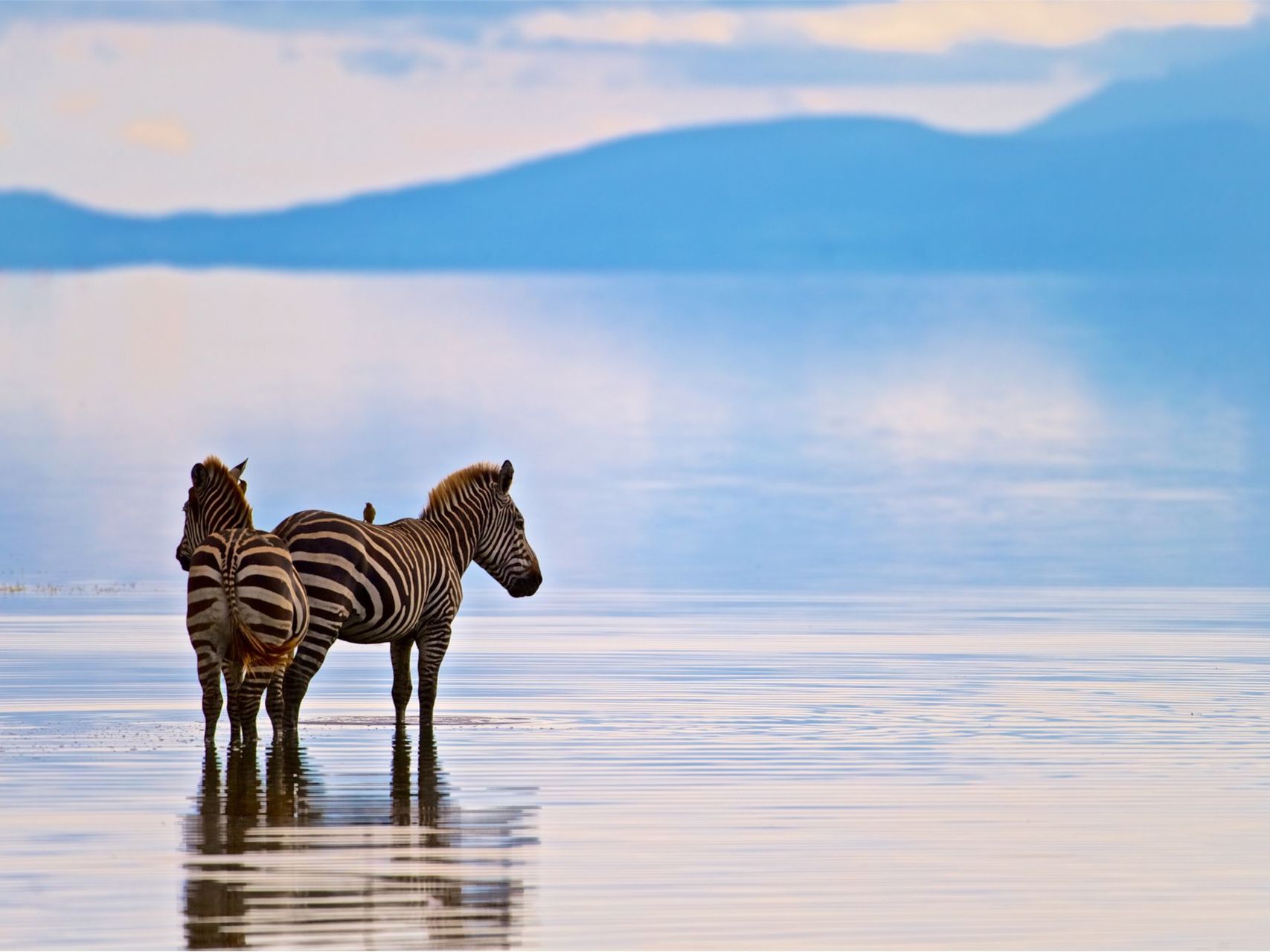 Game drives in Lake Manyara National Park