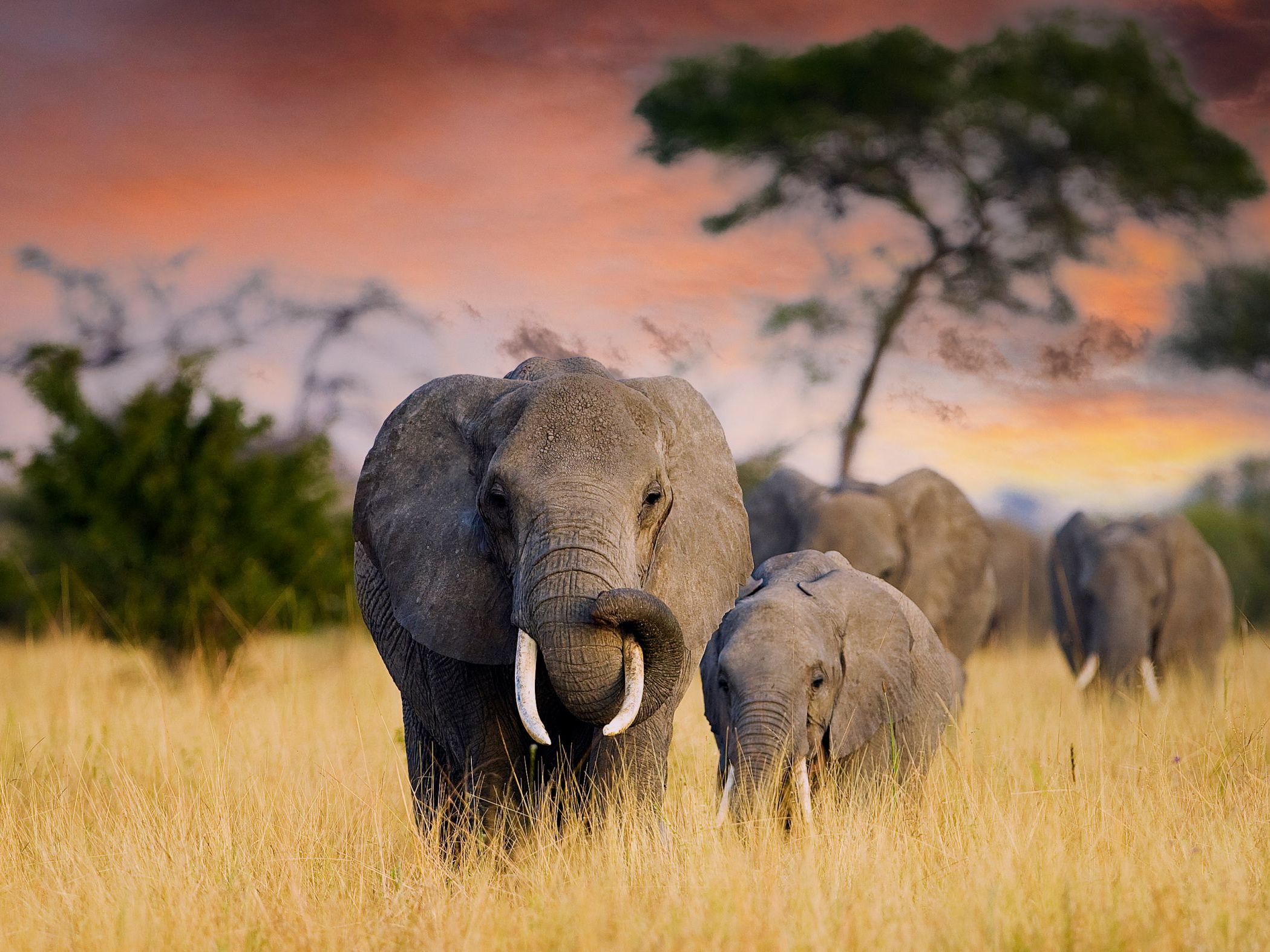 Full Day Safari Game Drive in Tarangire National Park