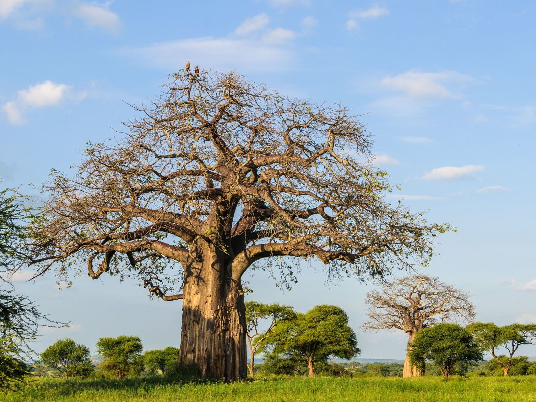 Tarangire National Park