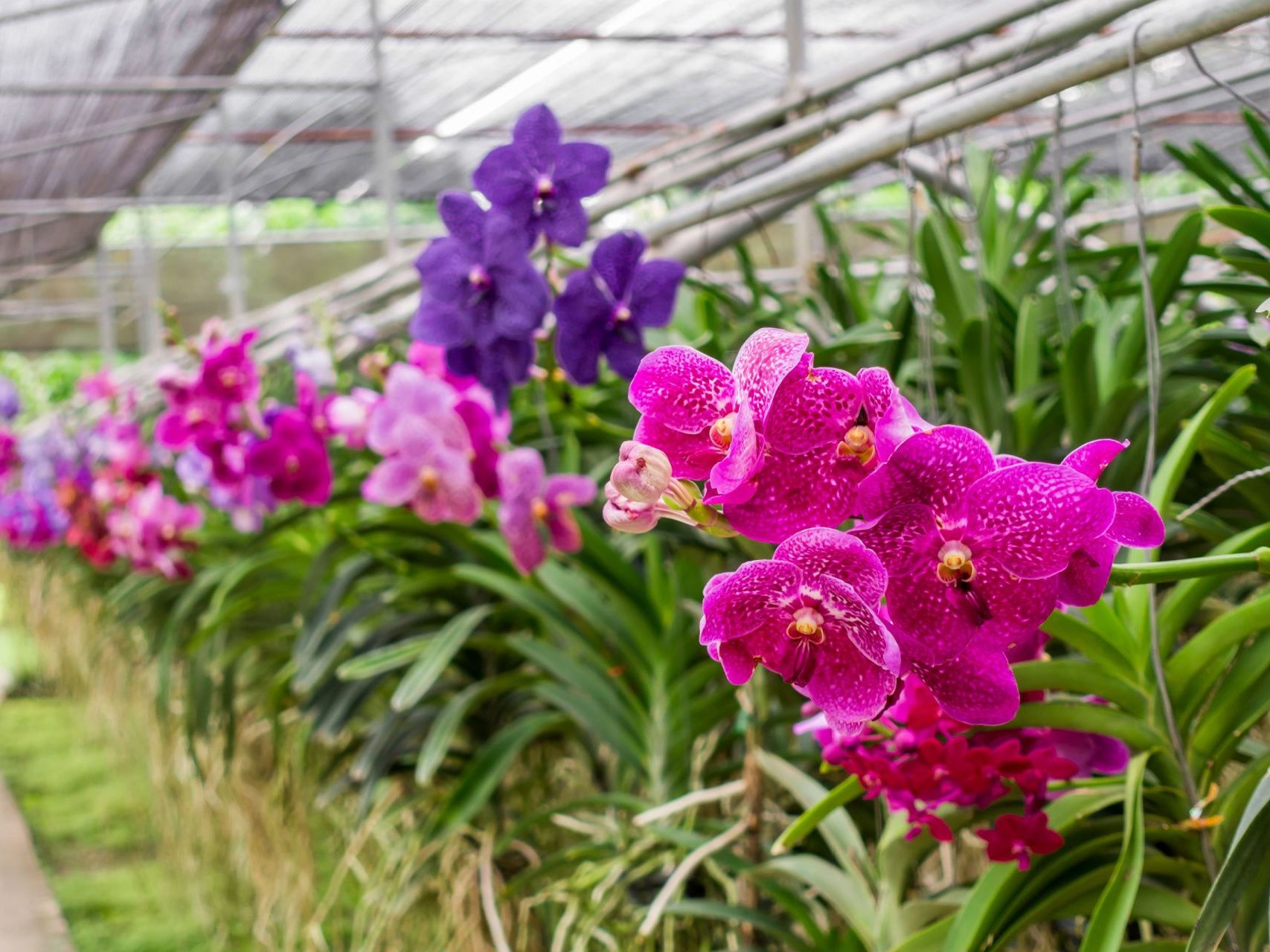 Explore the Markets of Chiang Mai by Samlor