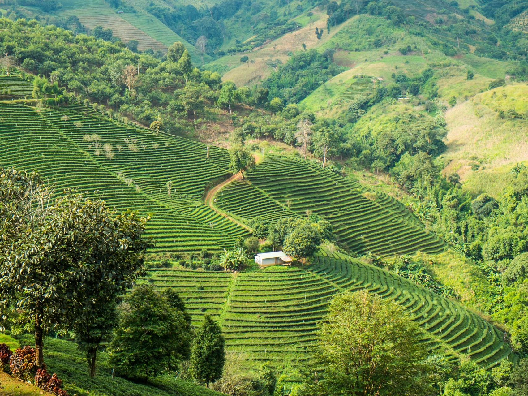 Introducing Chiang Rai