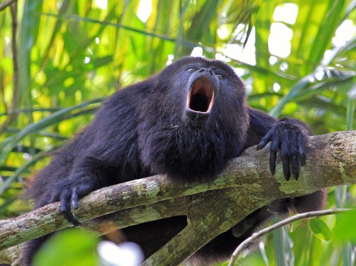 Canopy Ziplining & Boat Safari - Private