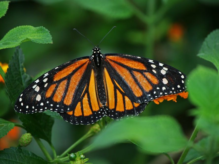 Private Transfer to San Jose