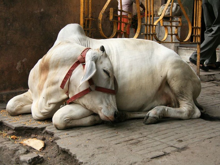 Transfer to Chandigarh and Fly to Delhi