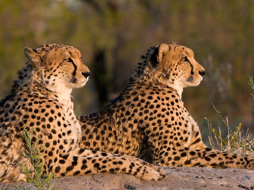 Game Drives in Selinda 