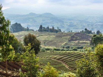 Transfer Kigali to Volcanoes National Park