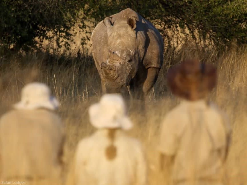 Walk with White Rhino in the Mosi O Tunya National Park in Livingstone Zambia