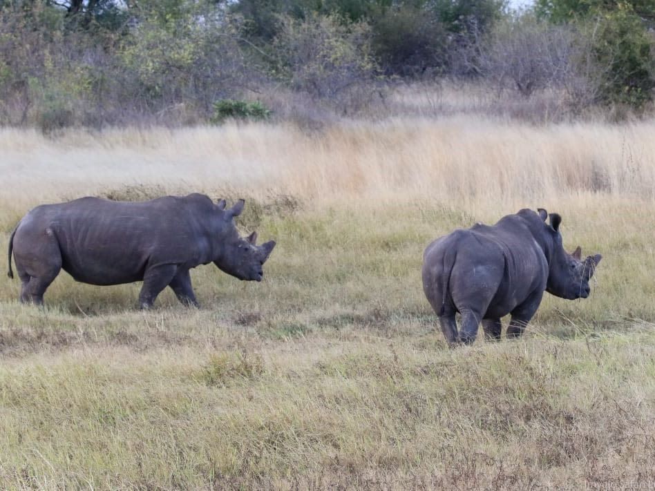 Walk with White Rhino in the Mosi O Tunya National Park in Livingstone Zambia