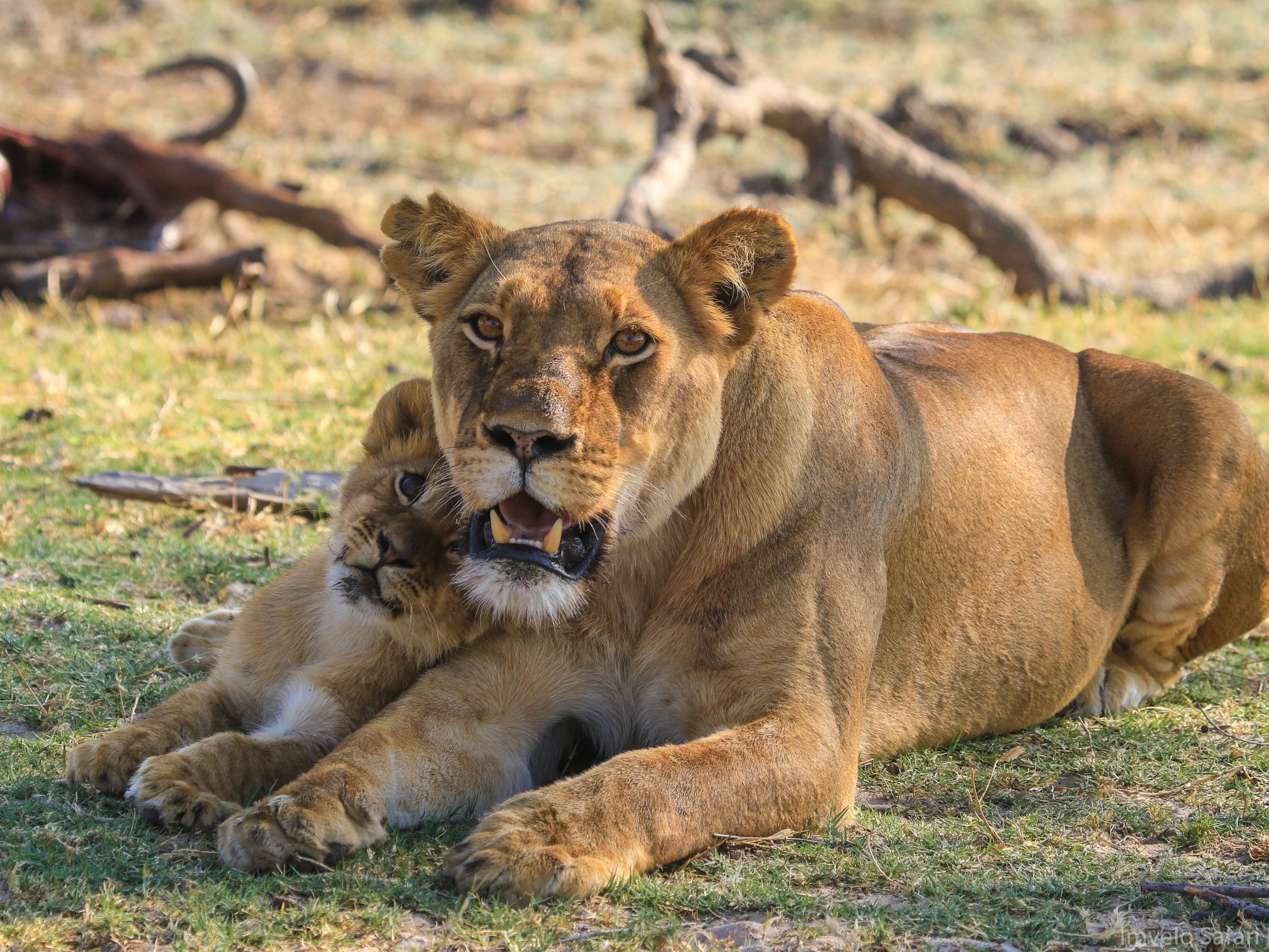 Hwange National Park