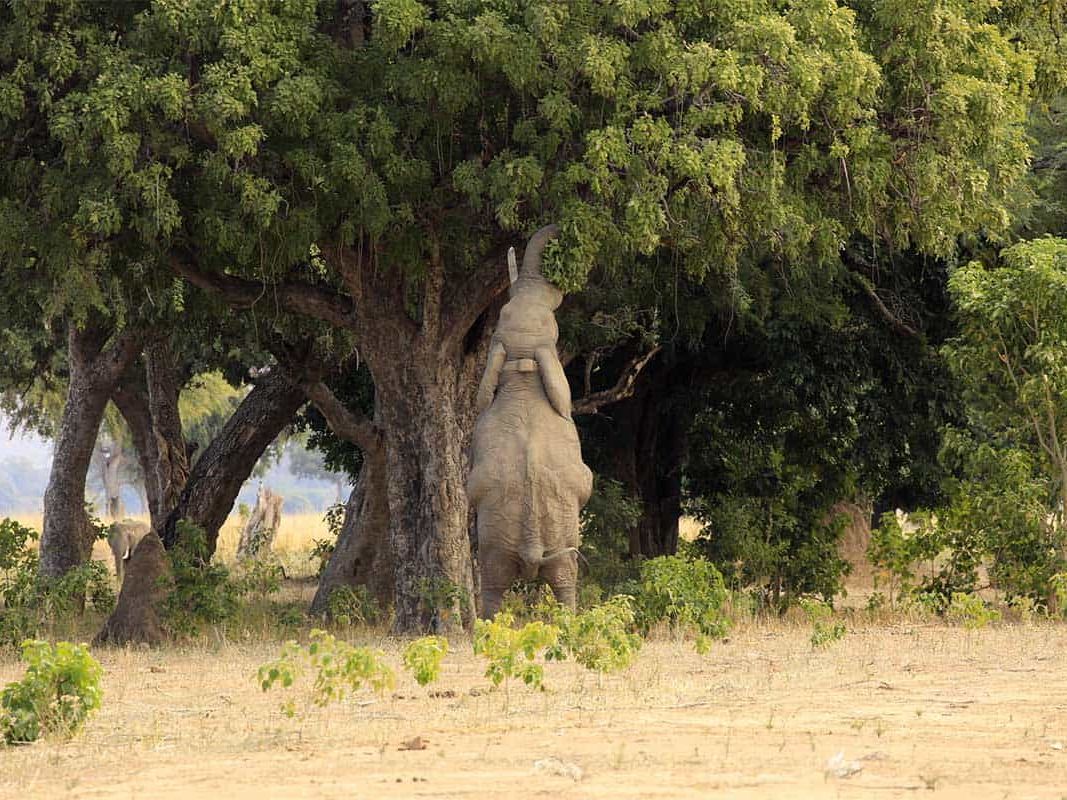 Mana Pools