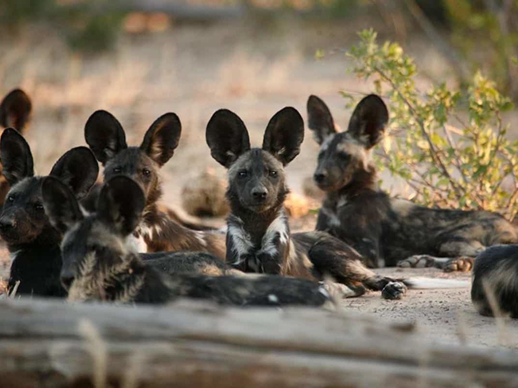 Game Drives in Mana Pools