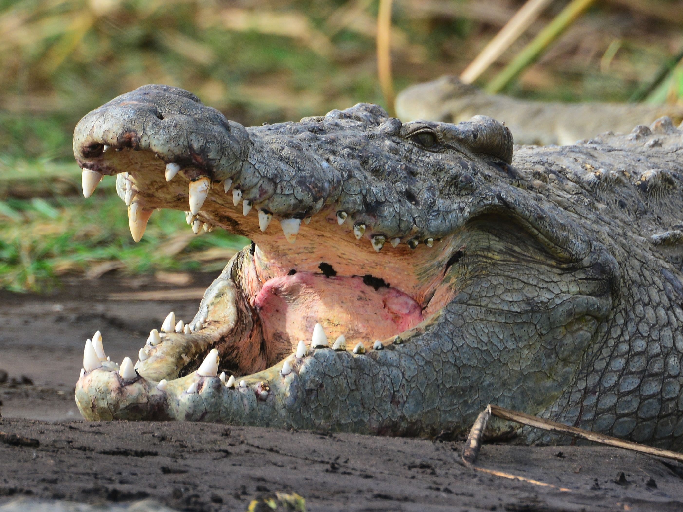 Boat ride in Selous Game Reserve