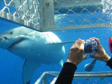 Gansbaai Harbor Shark Cage Diving