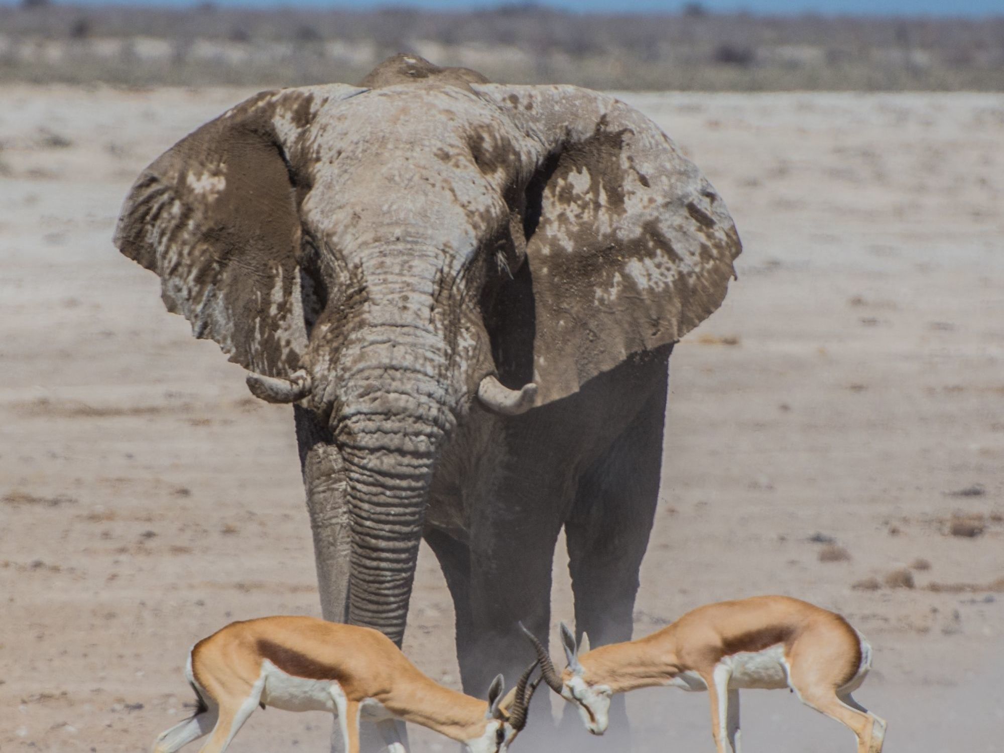 Etosha National Park