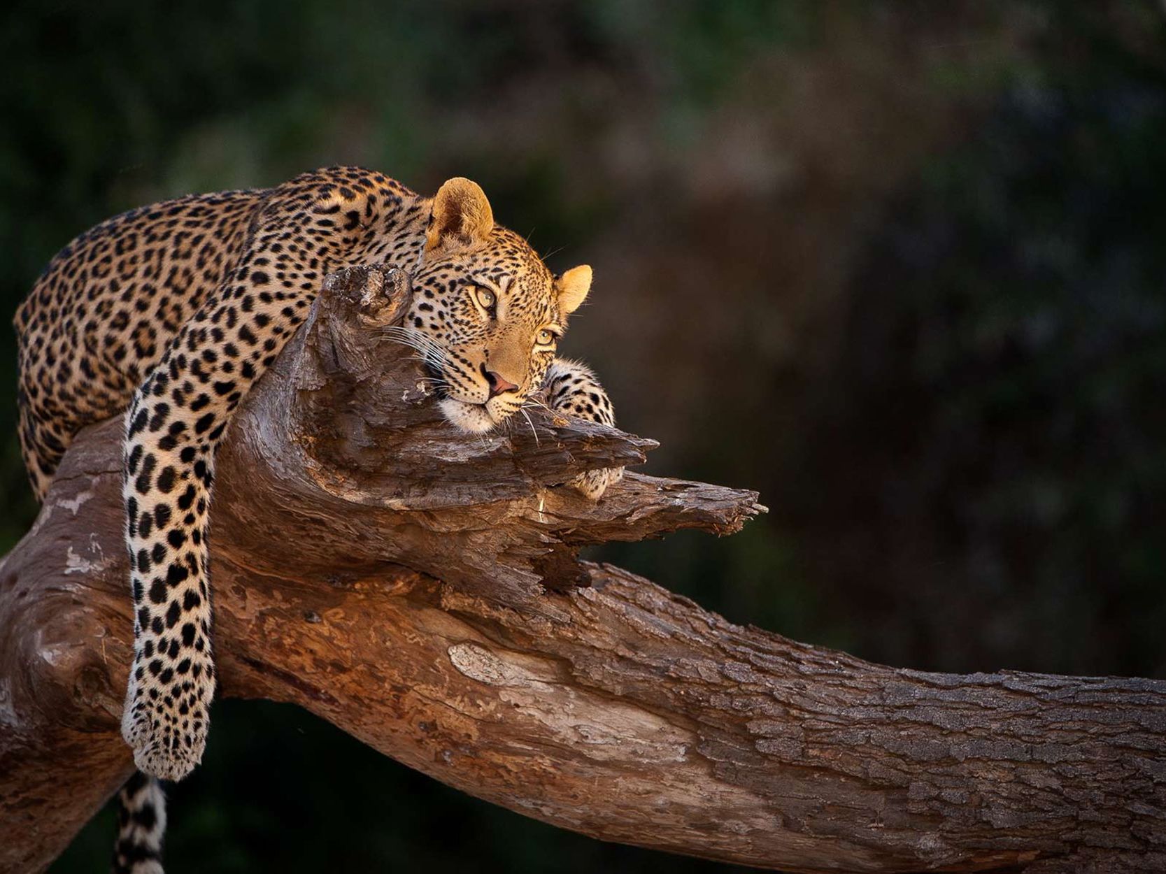 Game Drives in  Karongwe Private Game Reserve