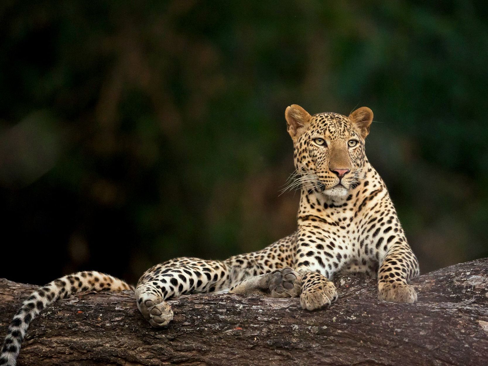 South Luangwa National Park