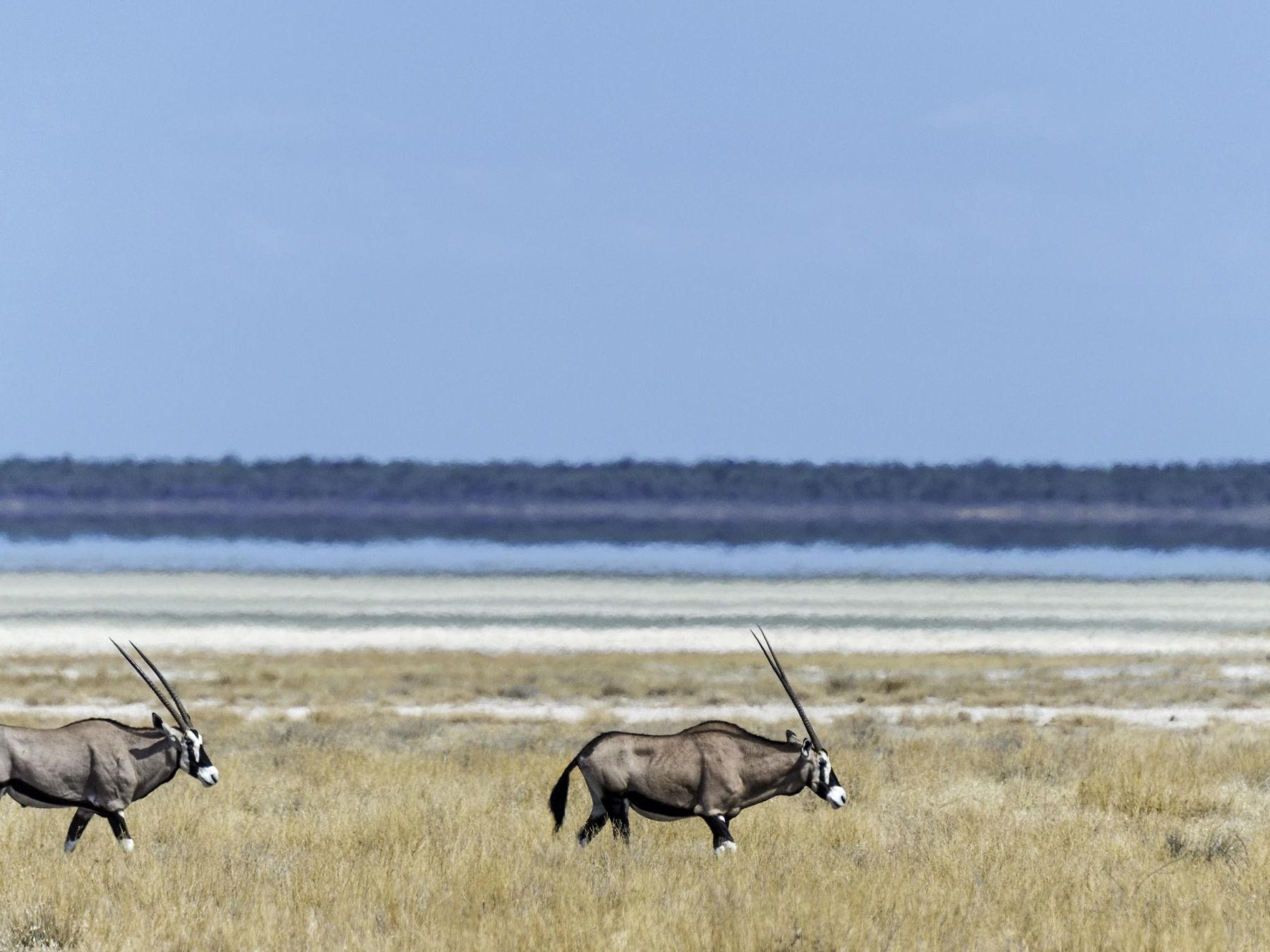 Guided drive from Etosha East to Etosha South, through the park to Etosha Safari Lodge, afternoon arrival with time to relax after a nearly full day game drive in Etosha National Park