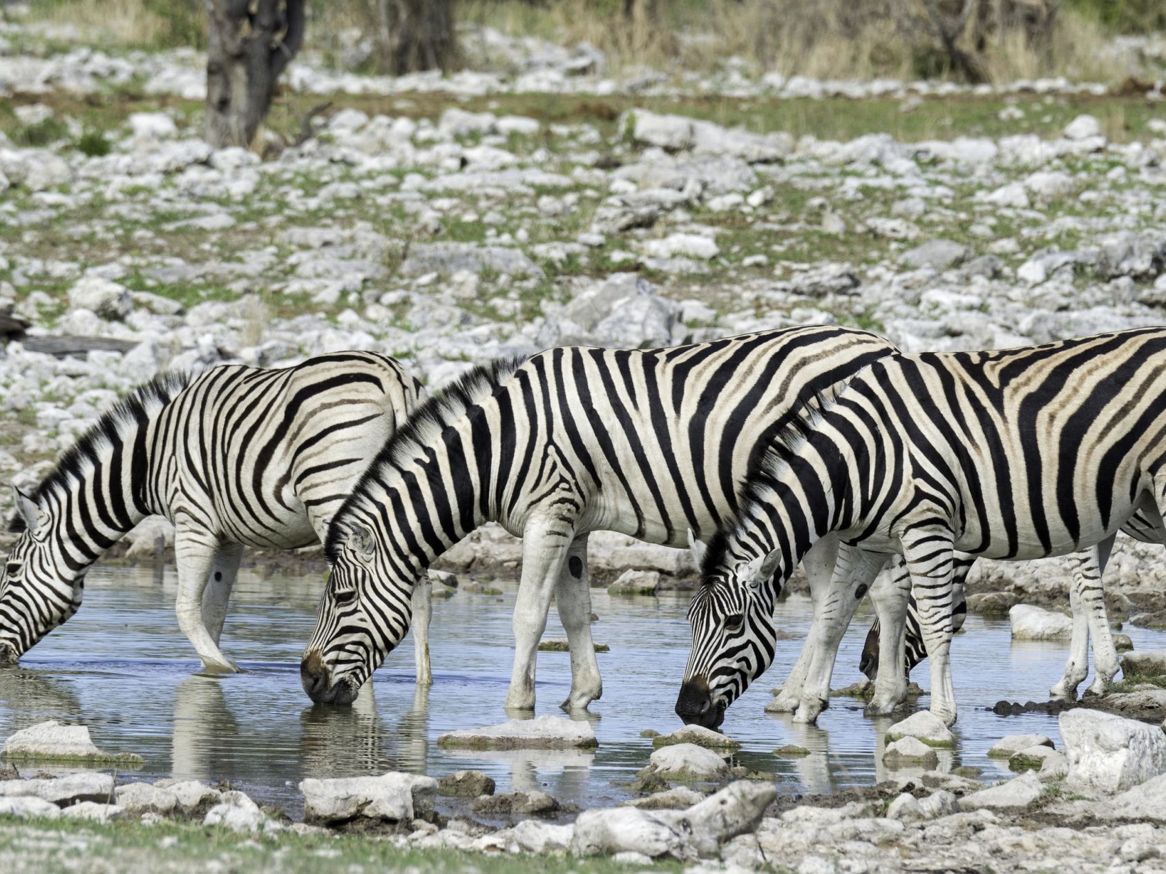 Etosha National Park