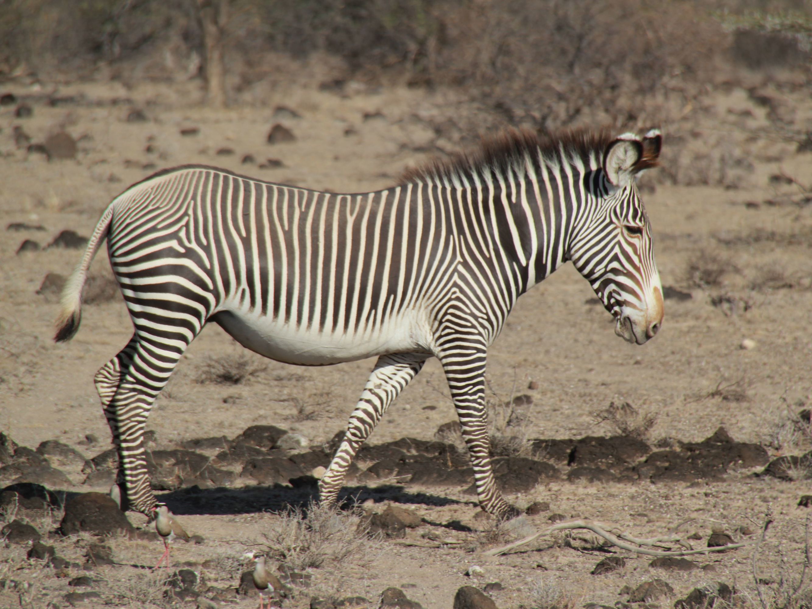 Kalama Conservancy and Samburu National Reserve