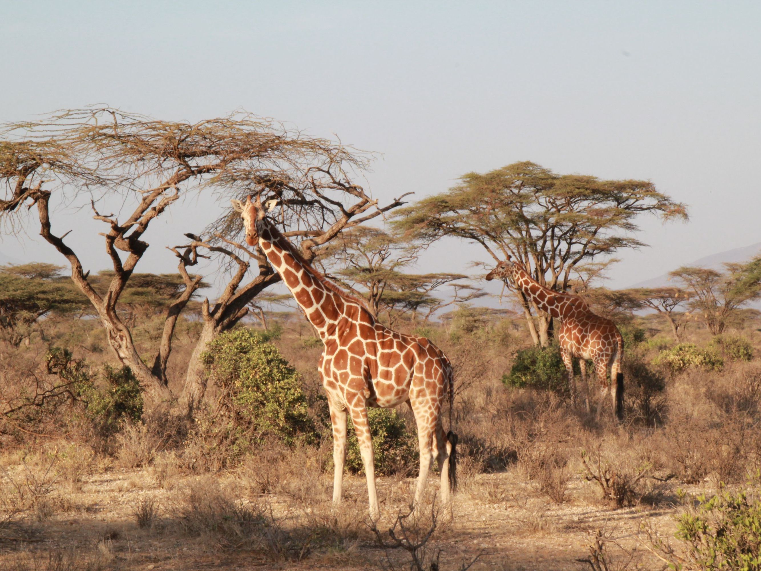 Fly to Saruni Samburu and Kalama Wildlife Conservancy