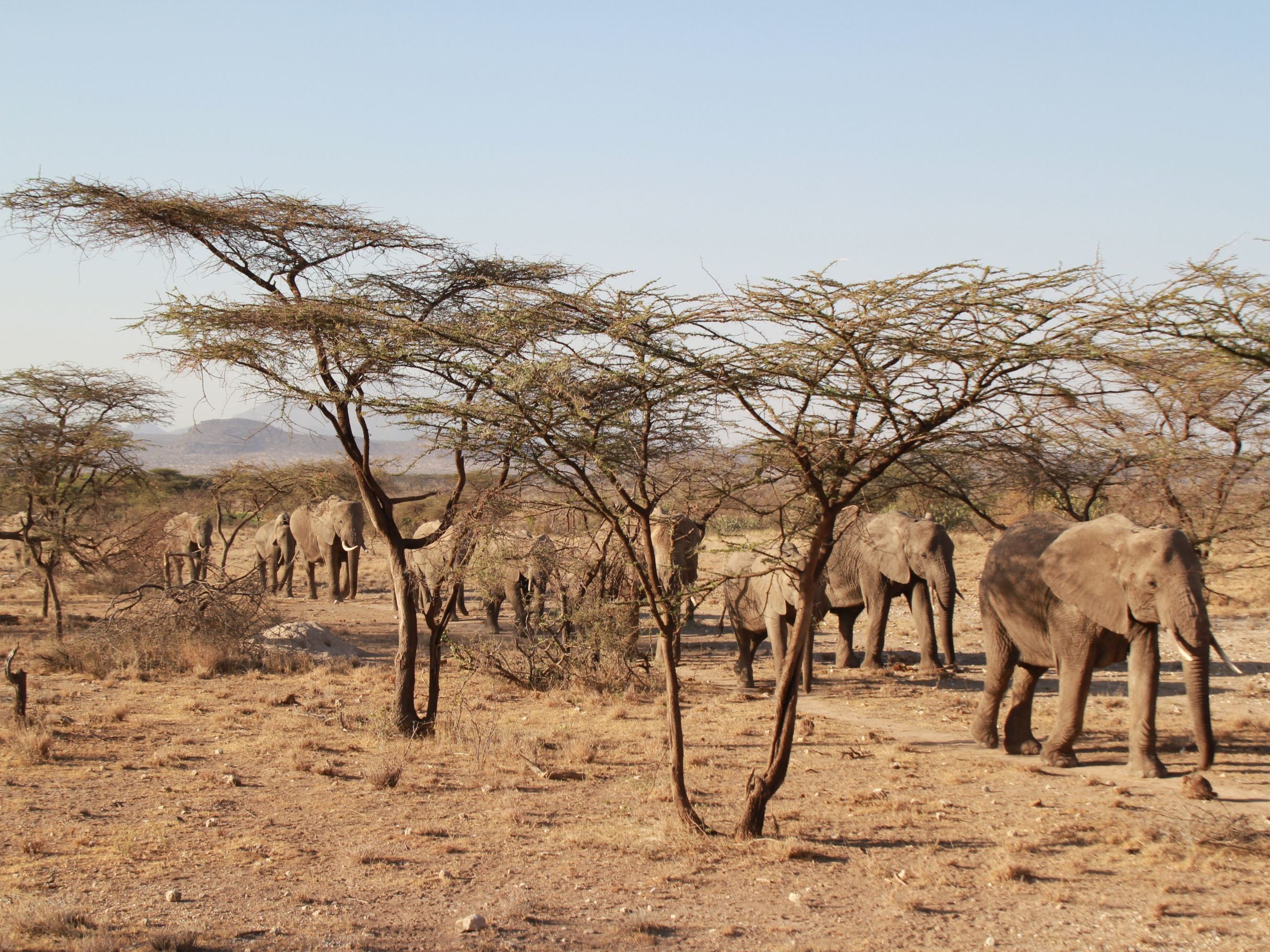 Kalama Conservancy and Samburu National Reserve