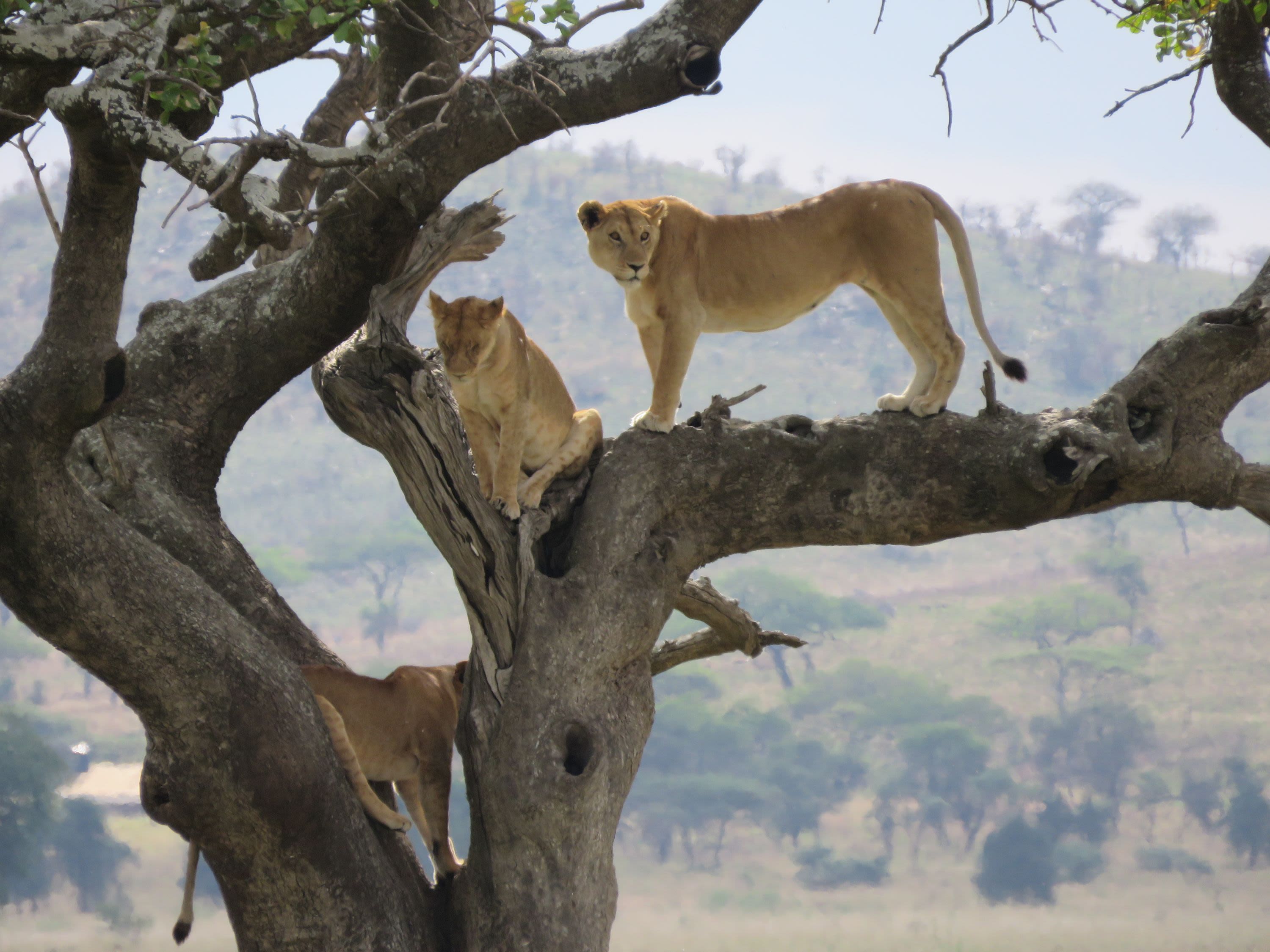 Serengeti National Park