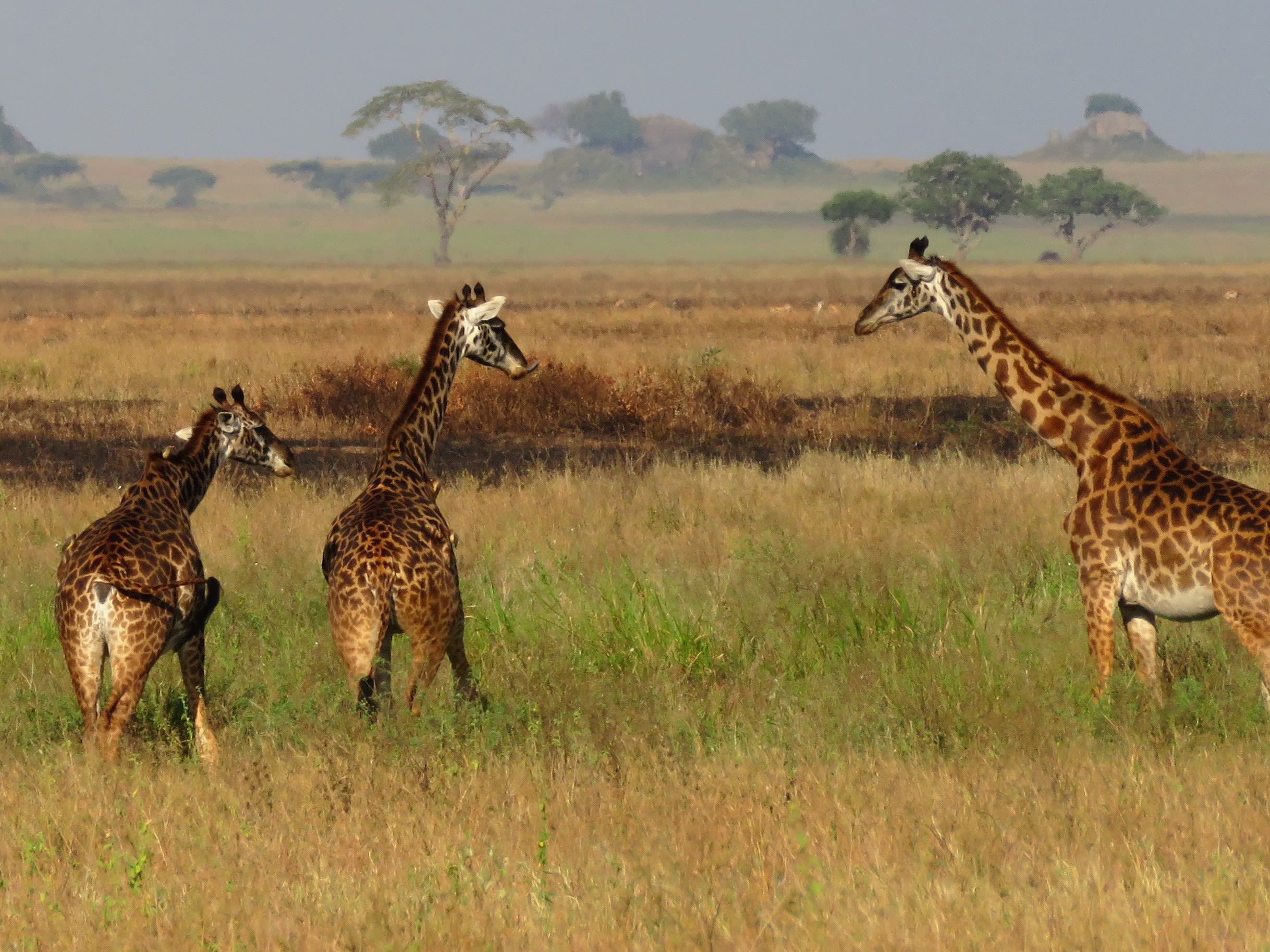Serengeti National Park