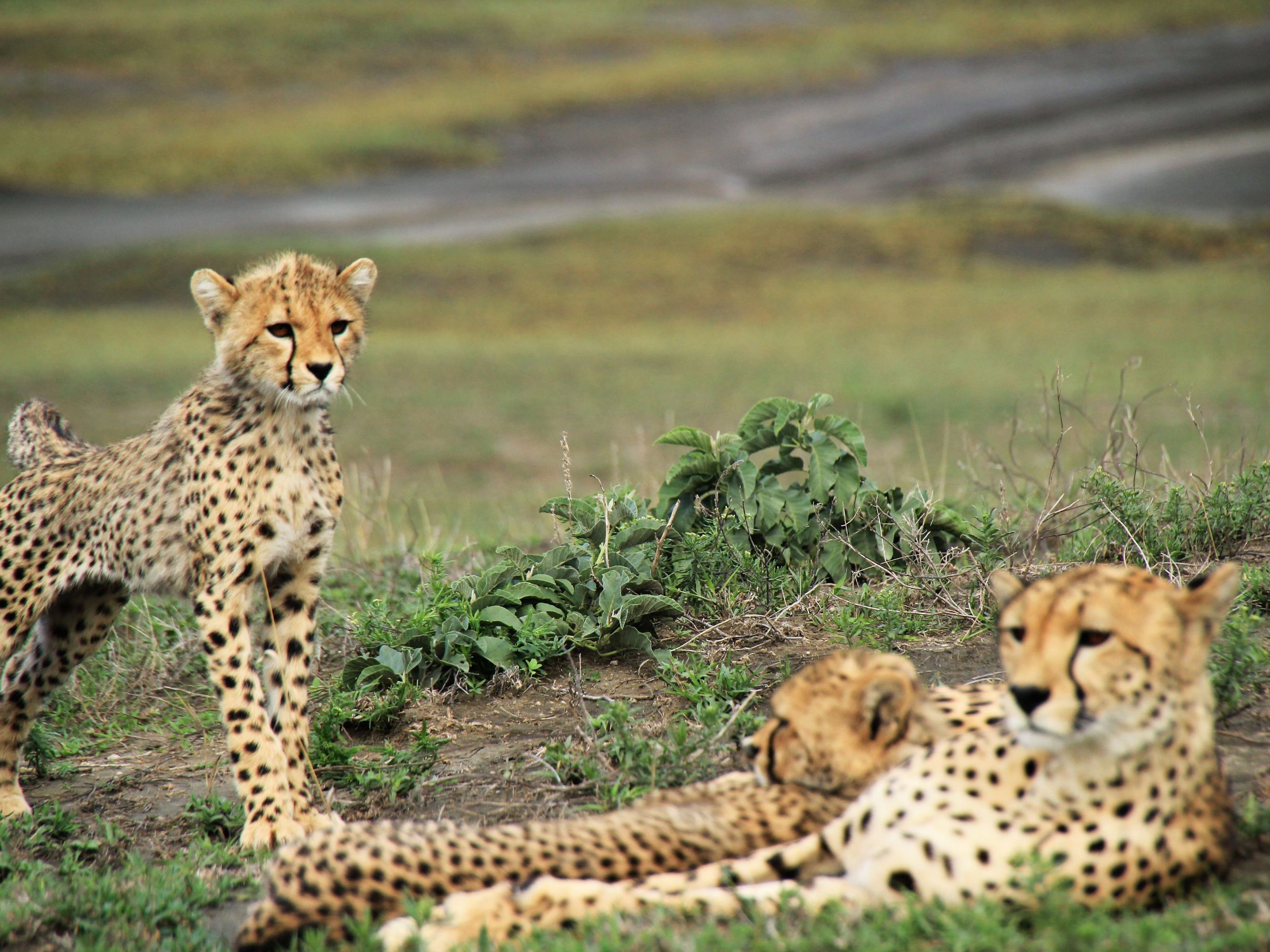Safari in the Serengeti