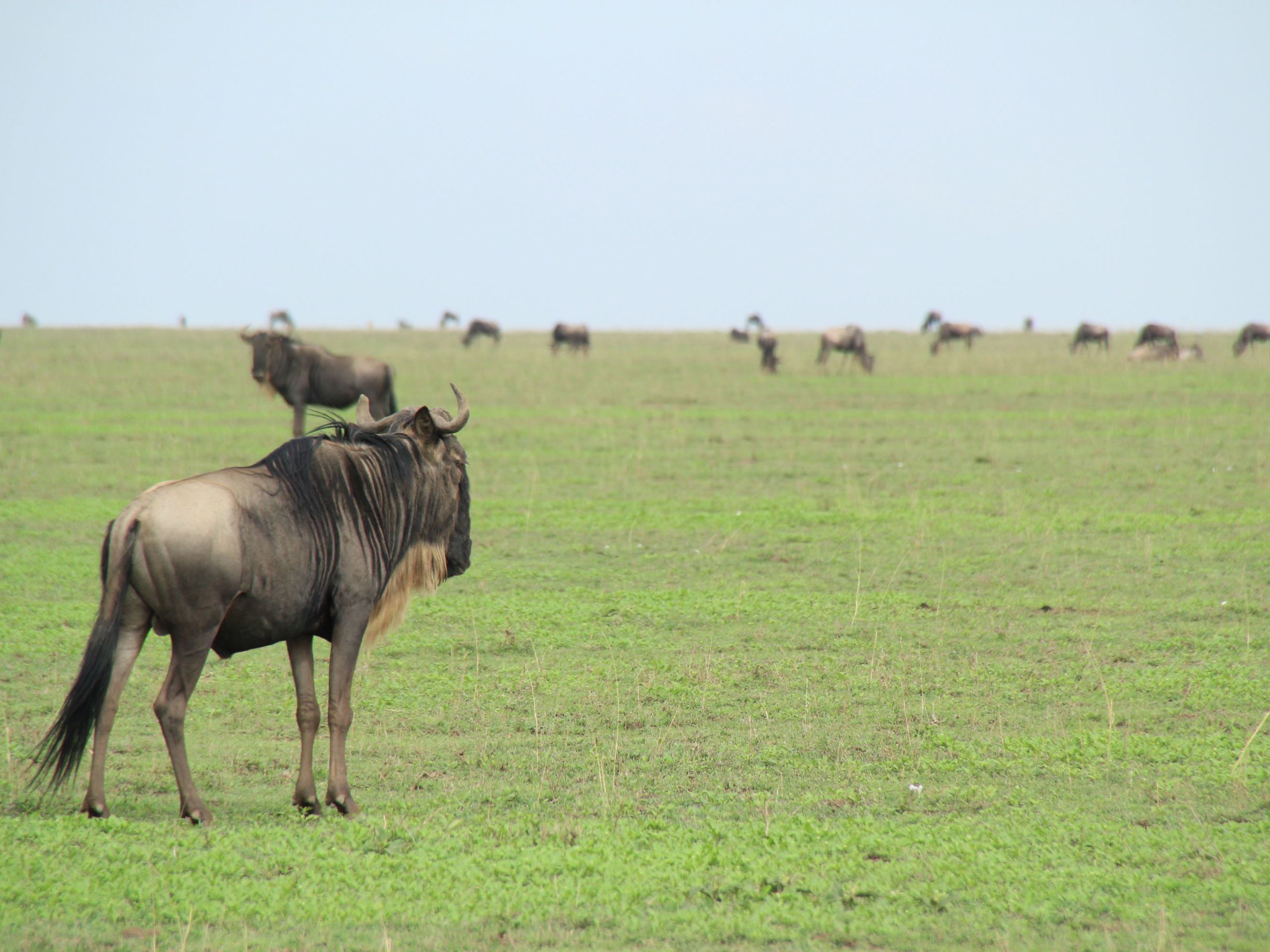 Safari in the Serengeti