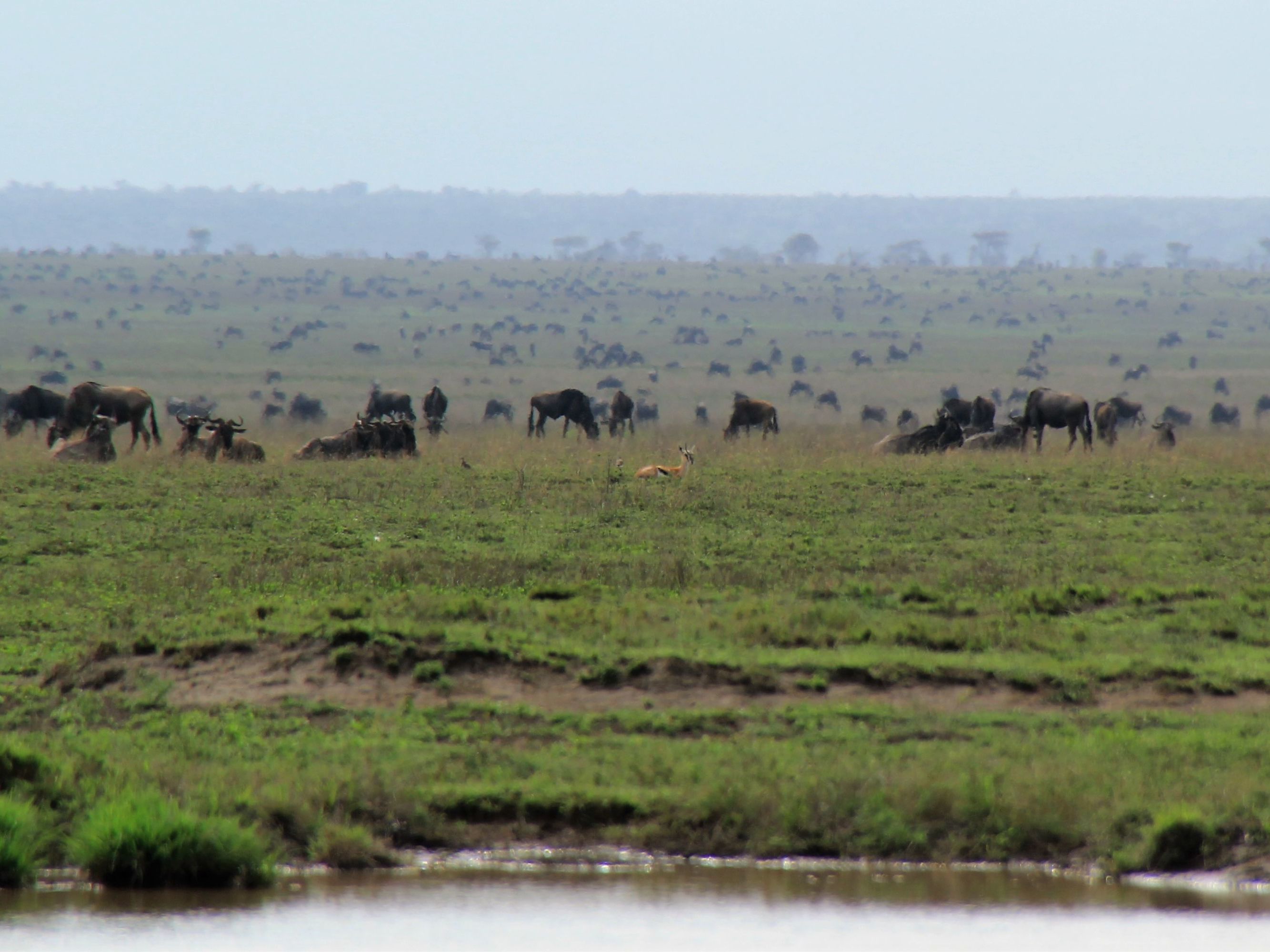 Safari in the Serengeti