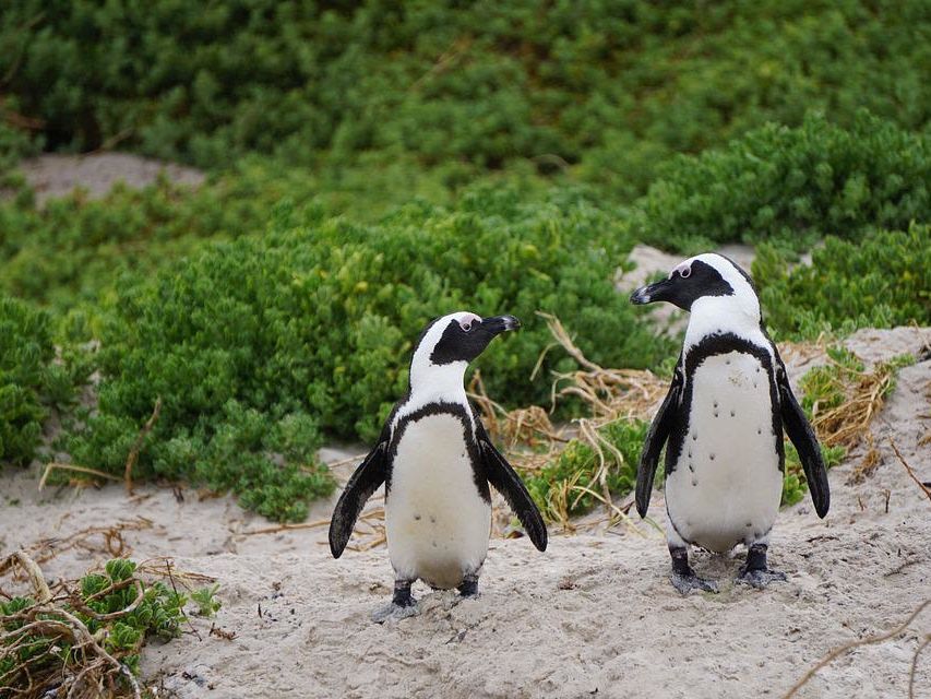 Cape Town - Cape Peninsula