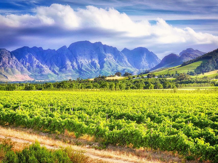 Stellenbosch wine tour for a full day