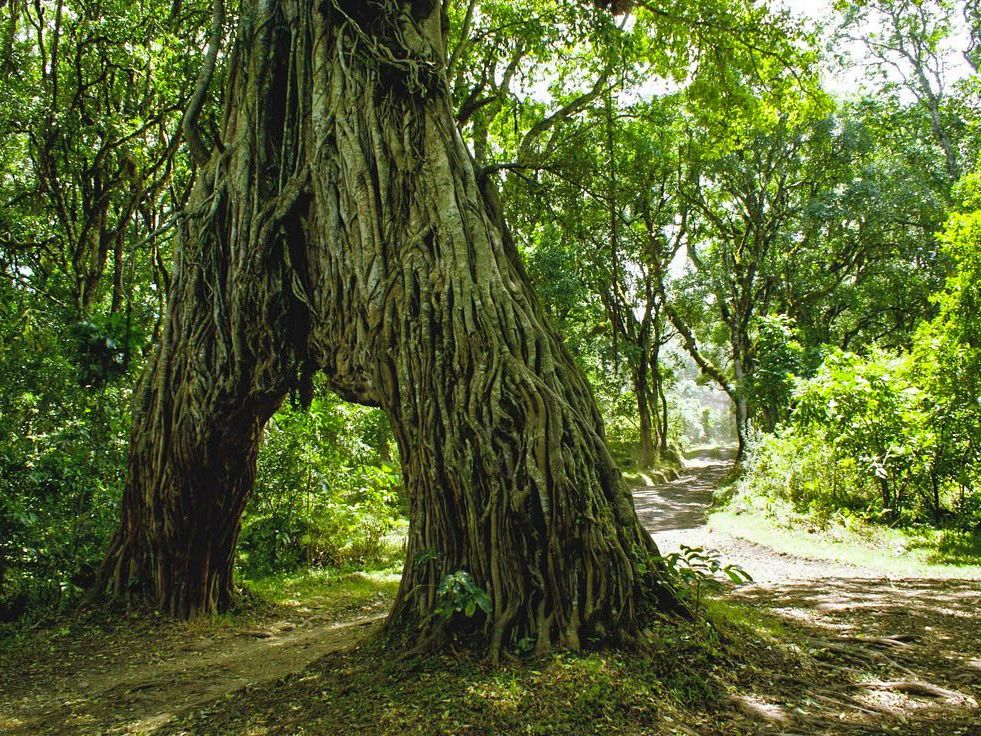 Arusha National Park